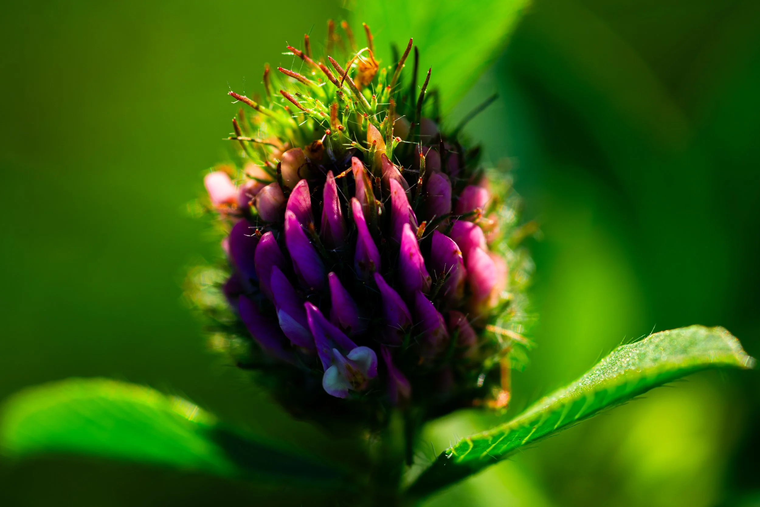 Close-up of a purple flower bud on a green background.