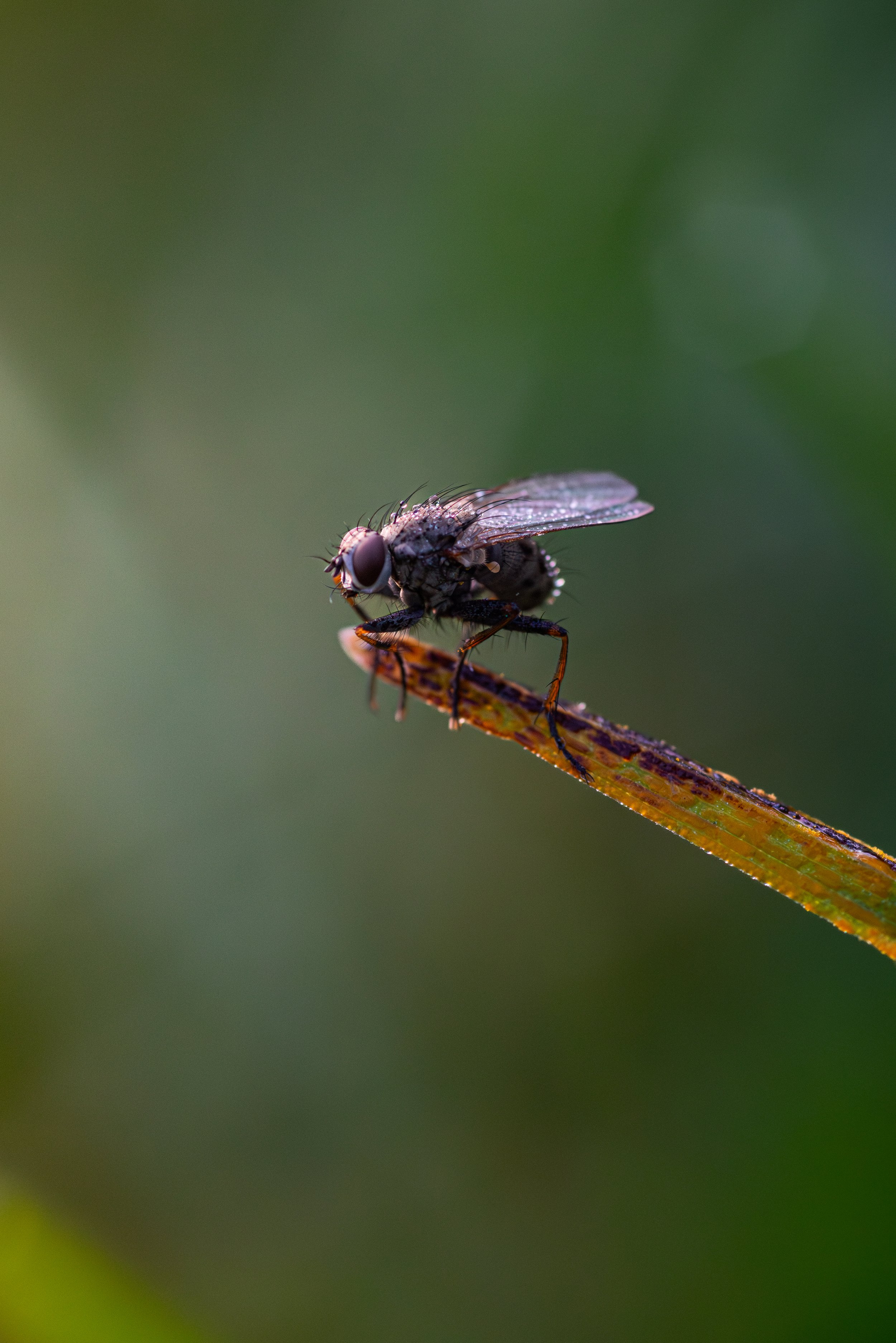 Close-up of a fly sitting on a brown twig with a green blurred background.