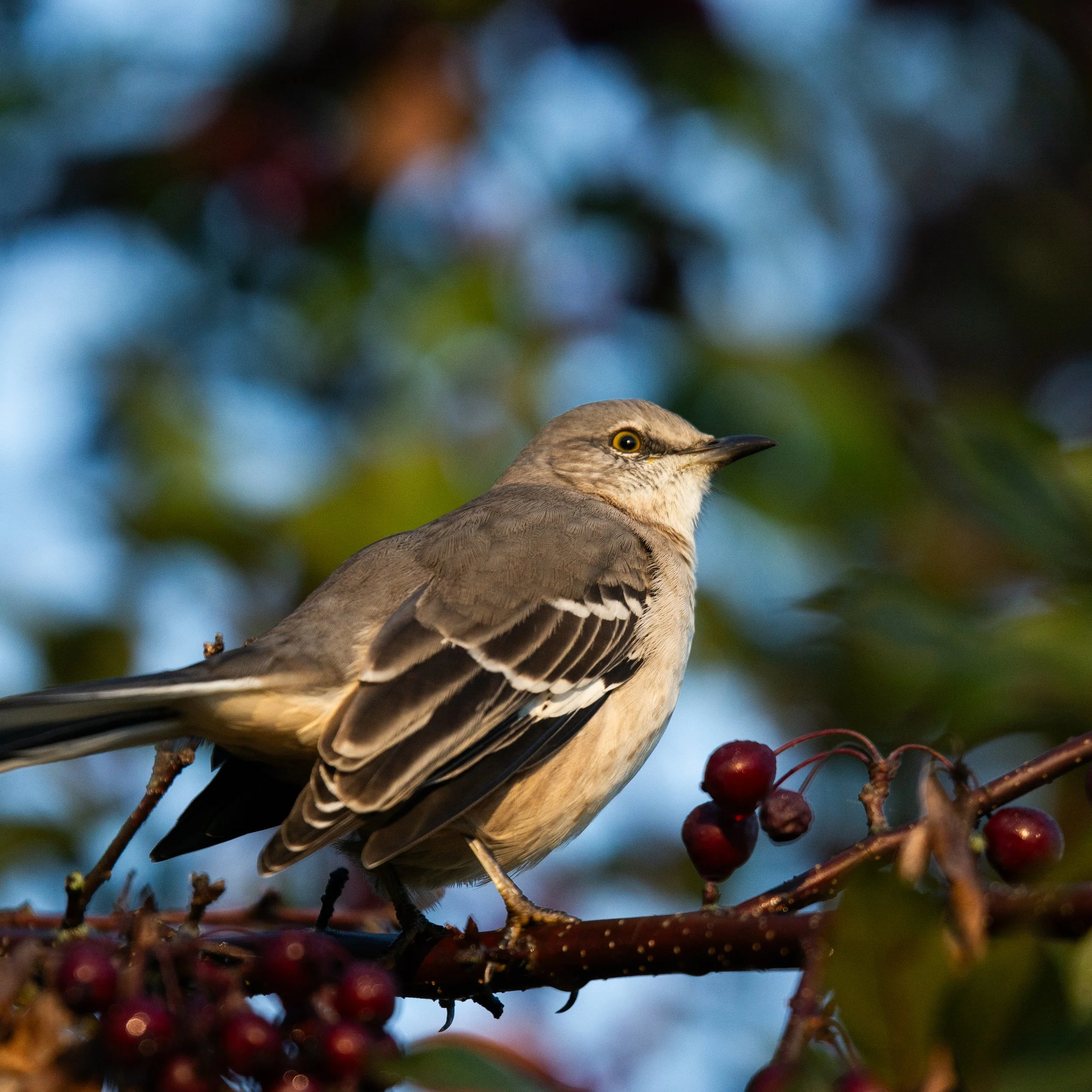 A bird perched on a branch with red berries and green leaves, with a blurred blue sky background.