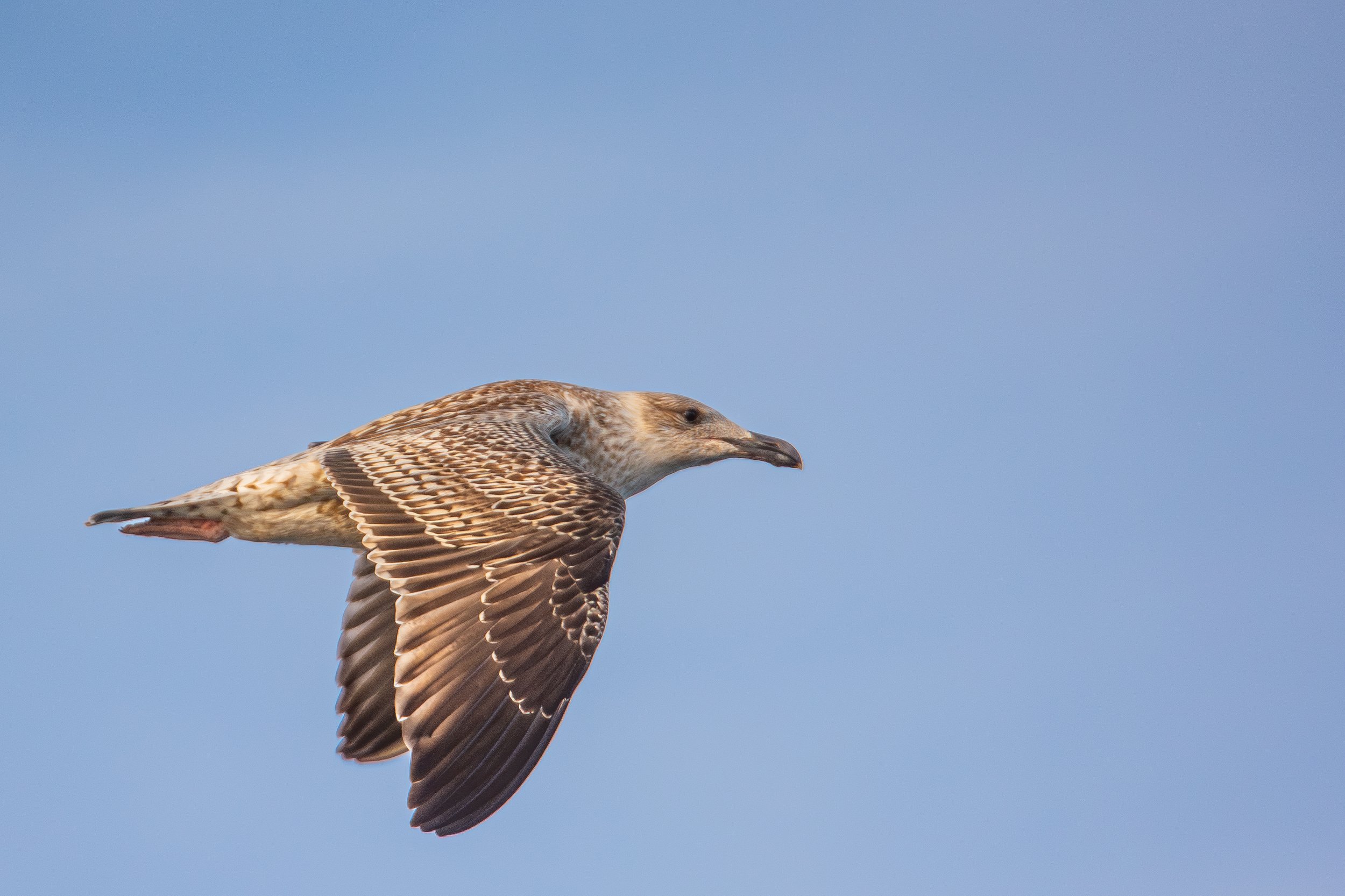 A bird, possibly a hawk or falcon, flying against a clear blue sky.
