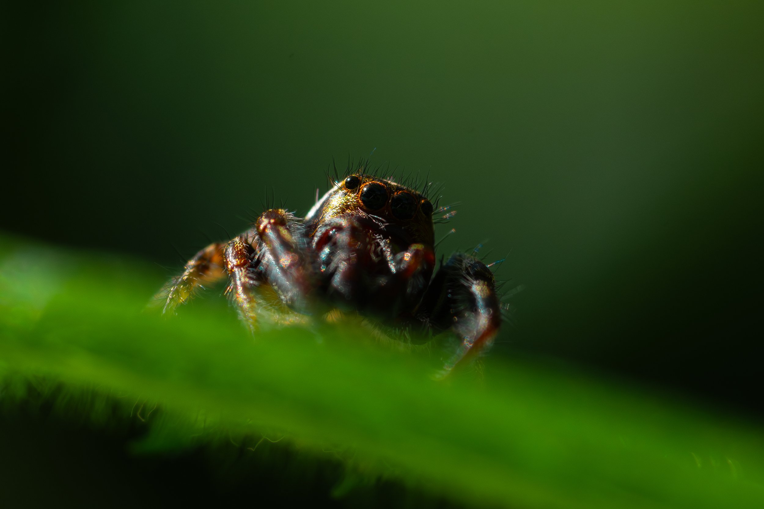 Close-up of a caterpillar with spiky hair crawling on a green leaf, with a blurred green background.