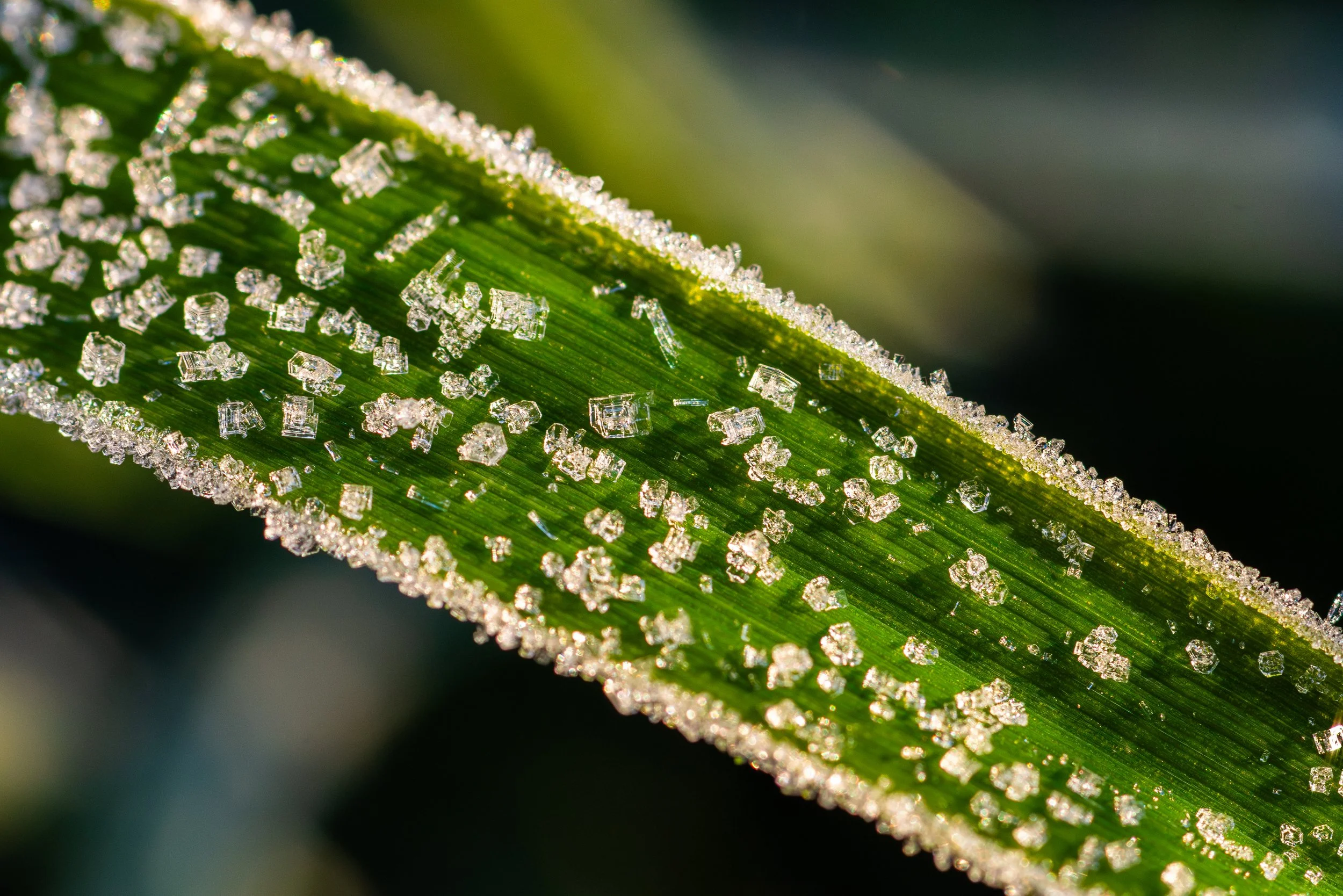 Close-up of a green leaf covered with frost crystals.