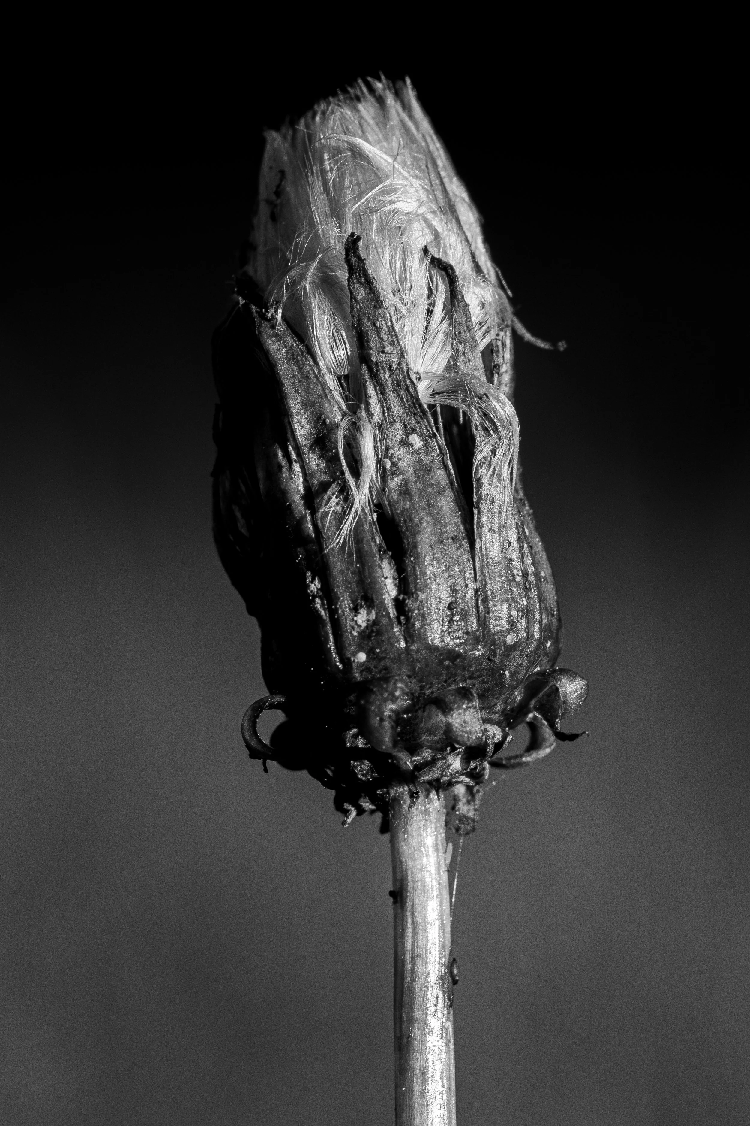 Close-up black and white photograph of a dried, withered flower or plant stem, showing detailed textures of the petals and stem.