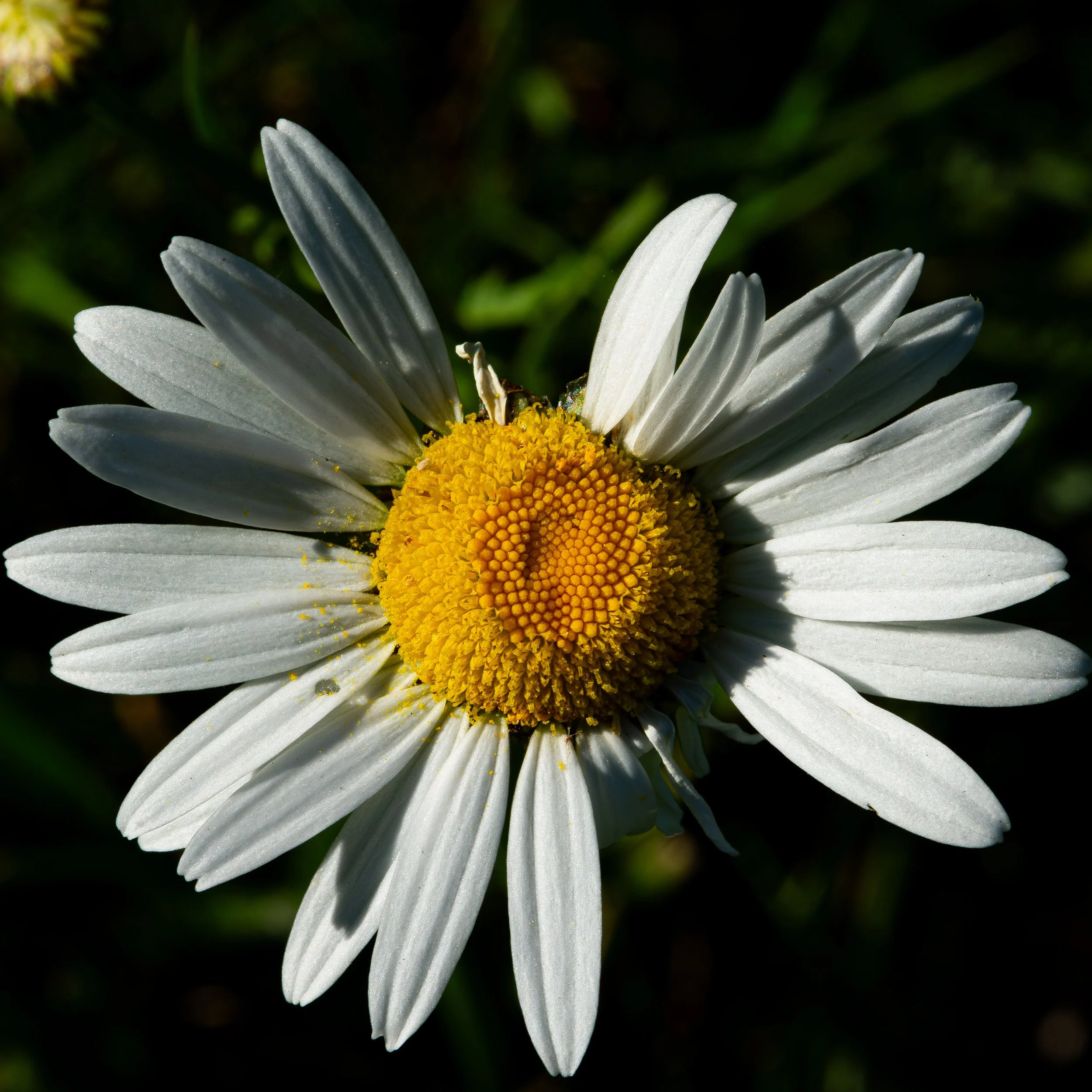 Close-up of a white daisy flower with a yellow center against a dark green background.
