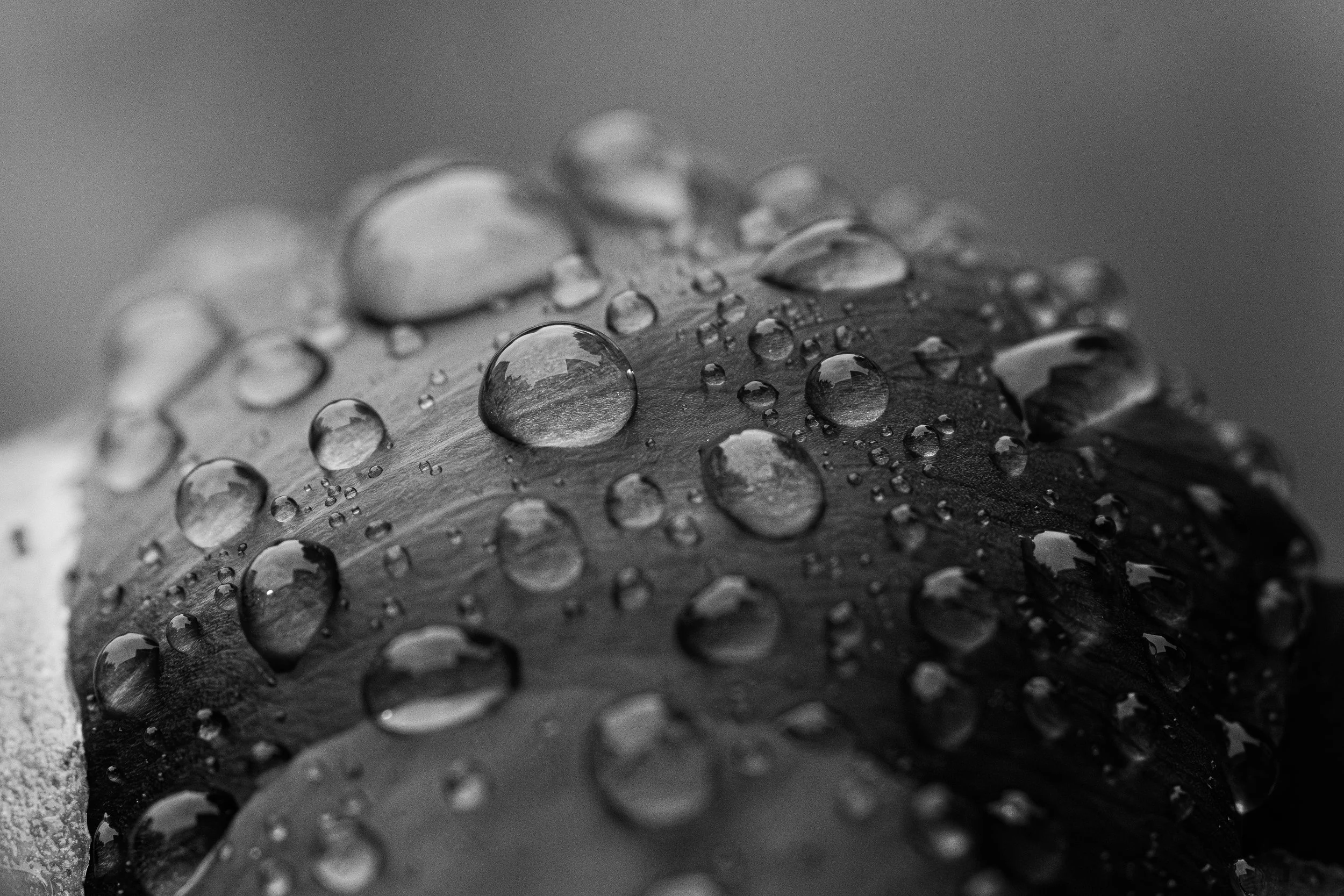 Close-up of a surface with water droplets on it, in black and white.