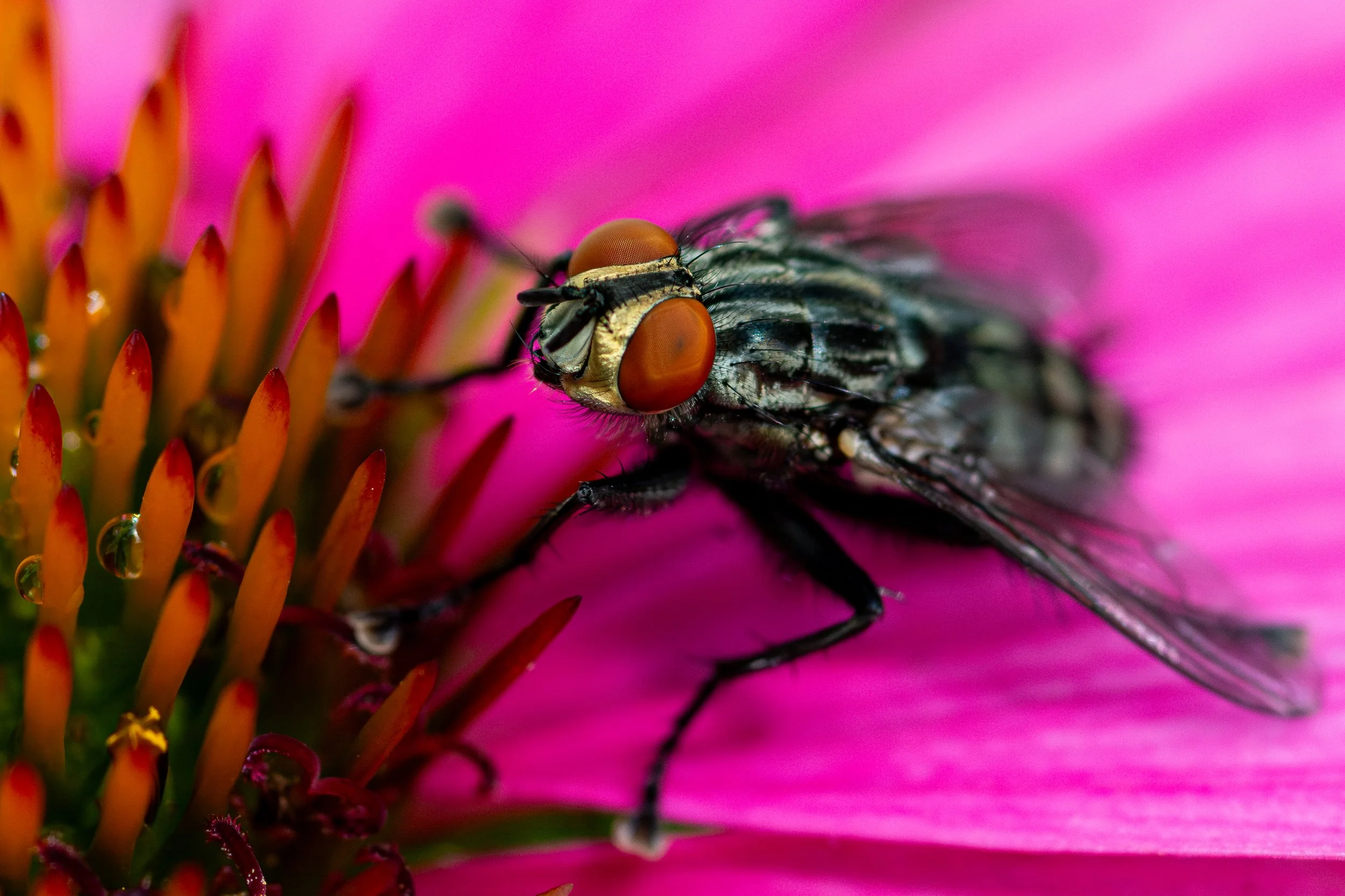 Close-up of a fly with red eyes on a pink flower with orange and red petals.