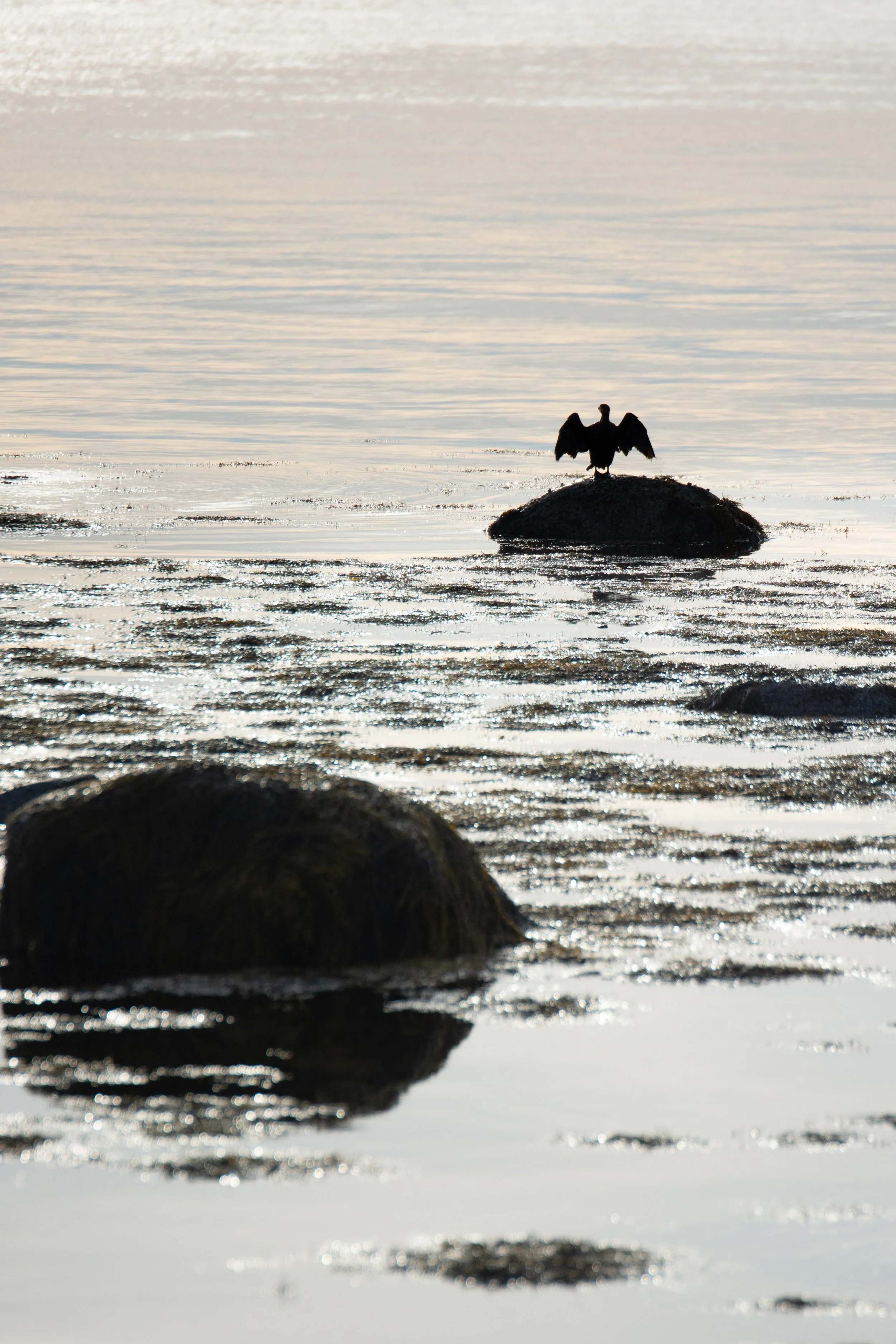 A bird with outstretched wings perched on a rock in shallow water, with reflections and a calm, shimmering water surface in the background.