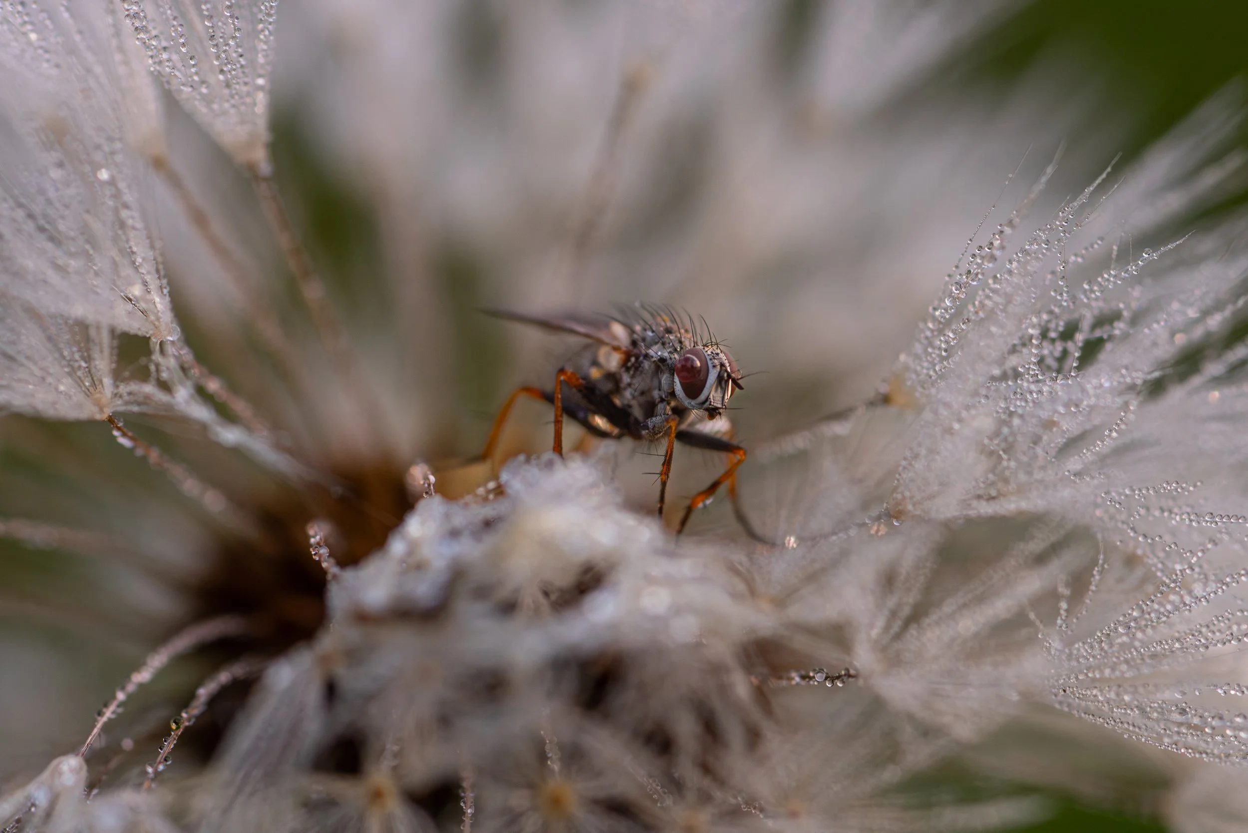 A close-up macro photograph of a small fly with a dark body, red eyes, and thin legs, perched on a textured, feathery surface covered with tiny water droplets.