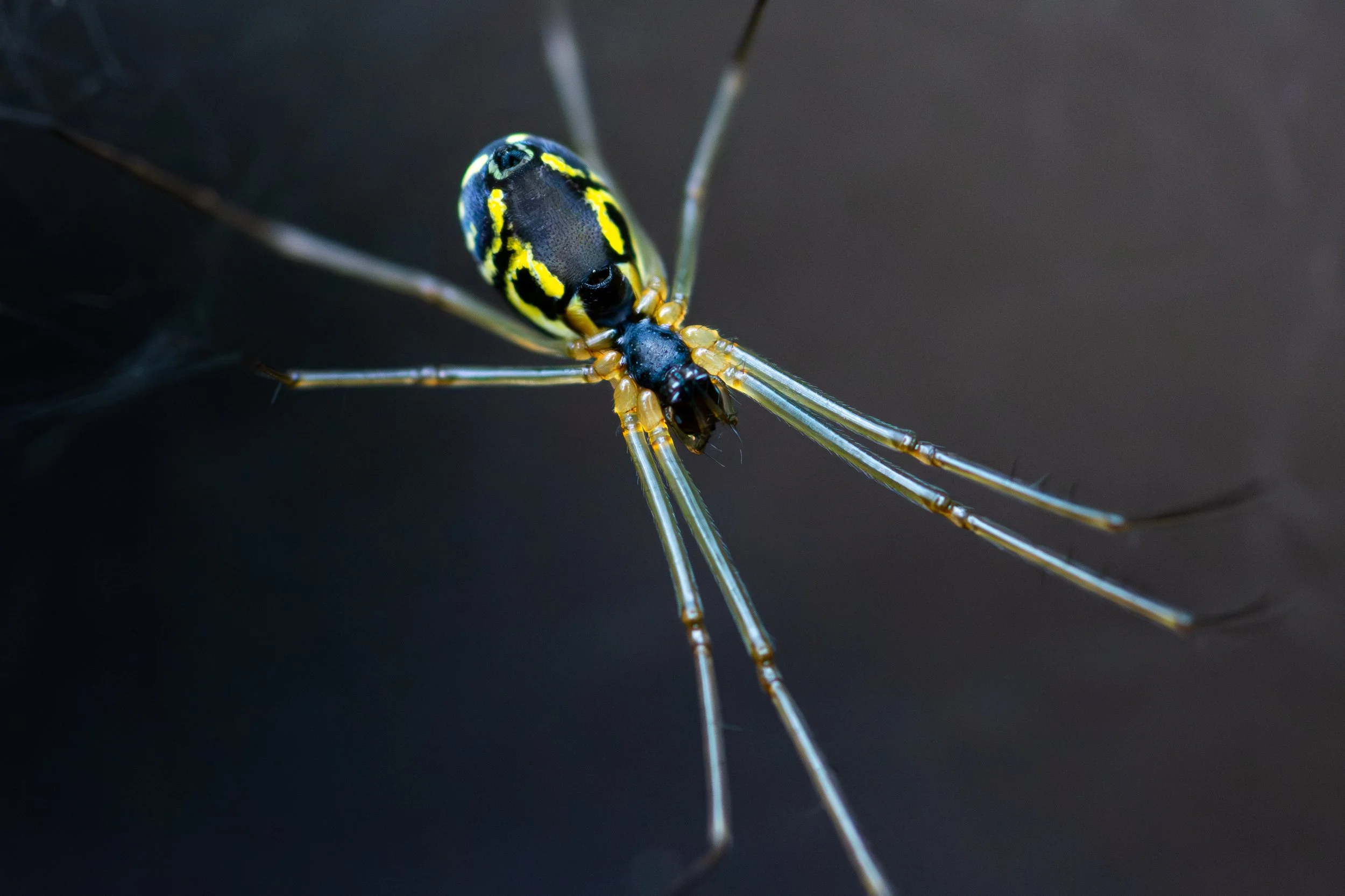 Close-up of a black and yellow spider with long, thin legs on a dark background.