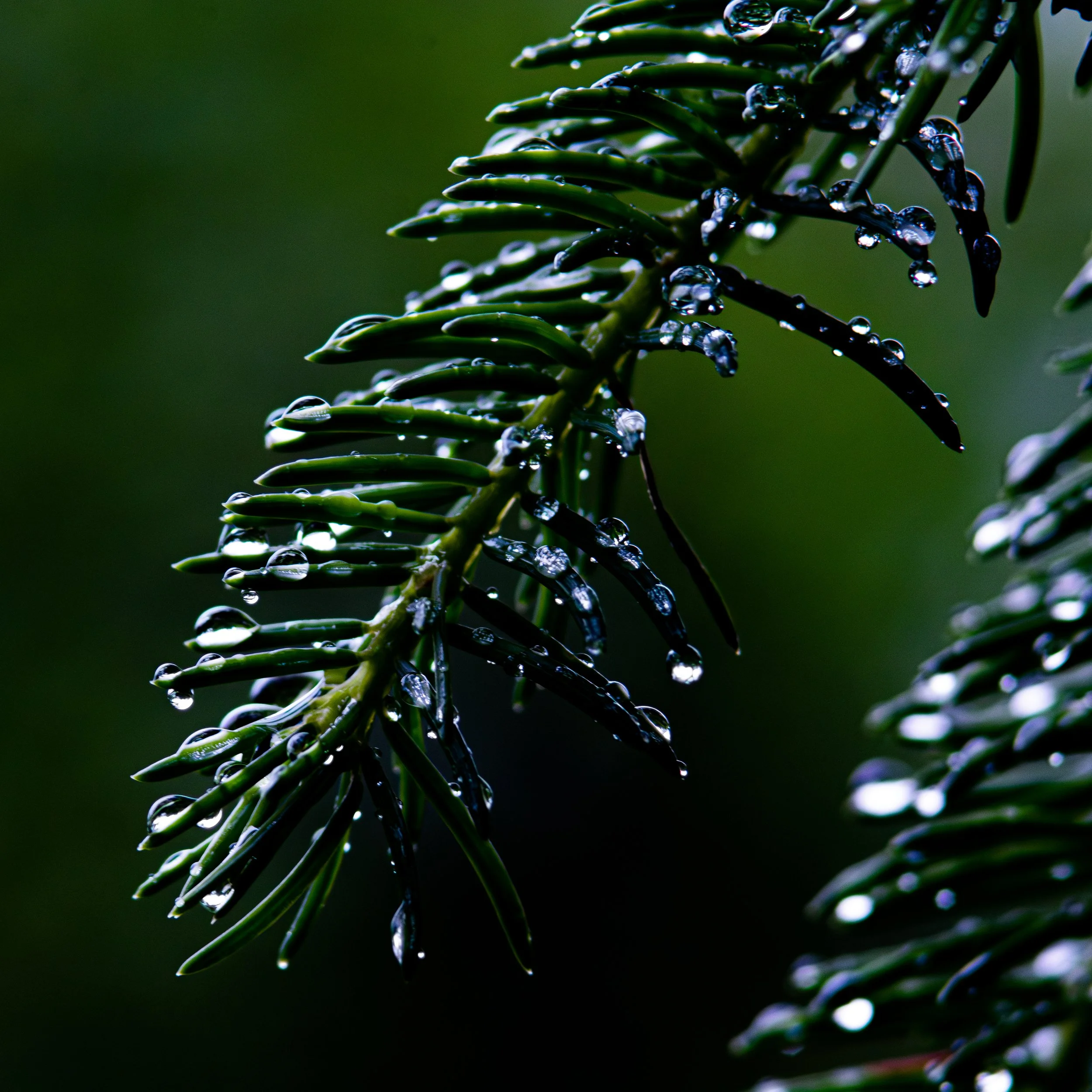 Close-up of green pine tree branches with water droplets on the needles, dark green background.