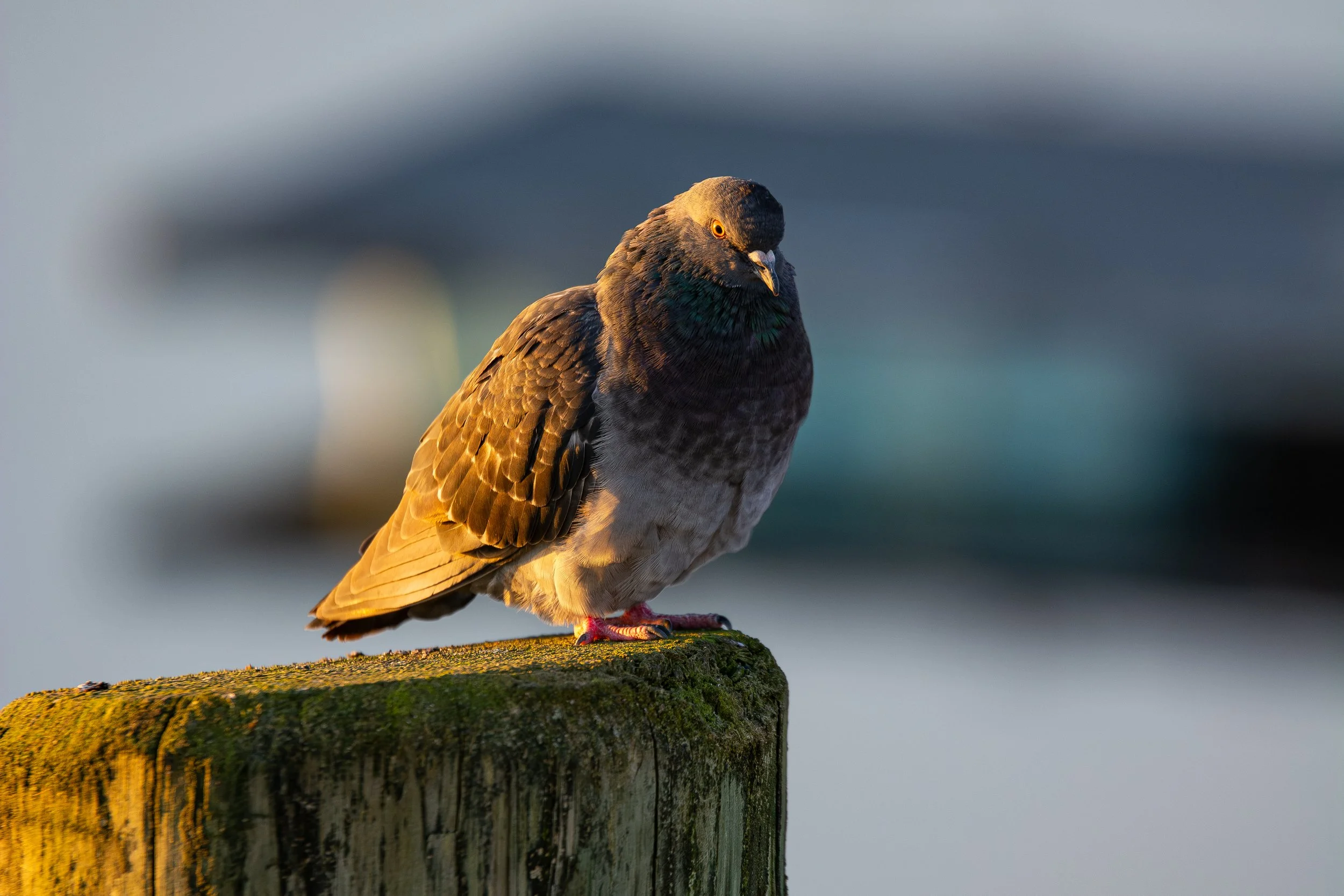A close-up of a pigeon with dark grey and iridescent green and purple feathers, perched on a weathered, moss-covered wooden post, with a blurred background.