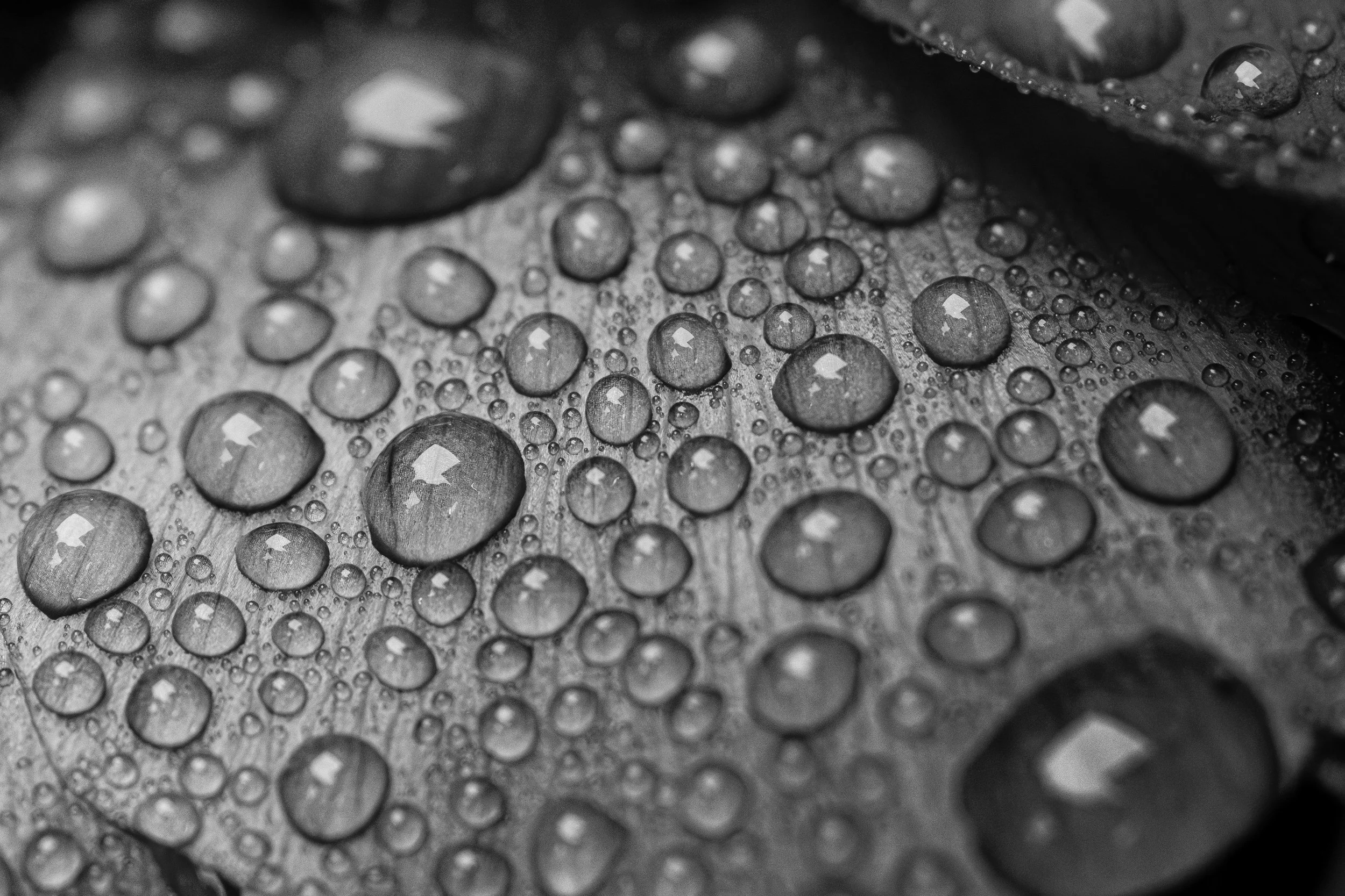 Close-up black and white photograph of water droplets on a textured surface.