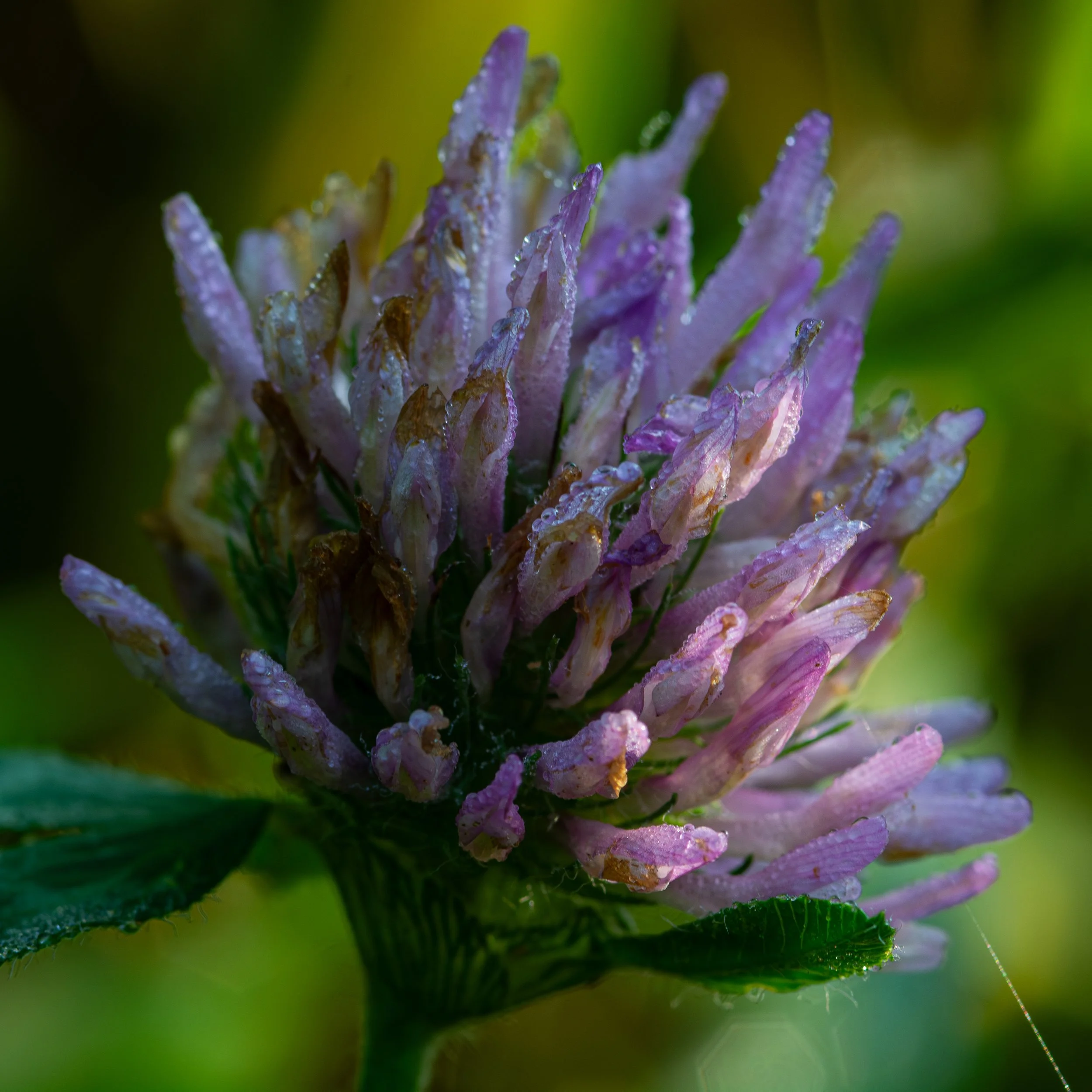 Close-up of a purple flower with dew drops on its petals, set against a blurred green background.