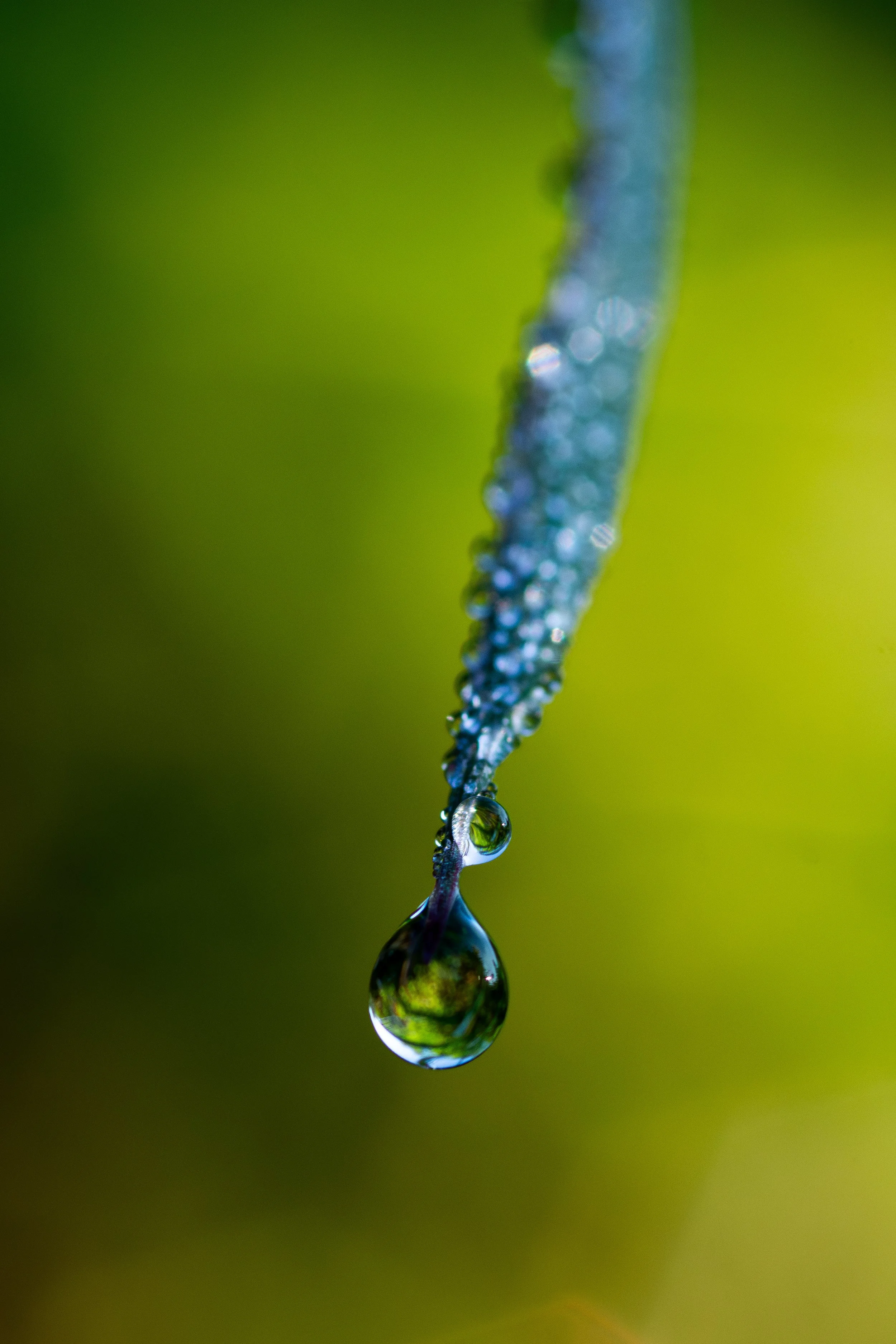 Close-up of a green leaf with water droplets hanging from its tip, reflecting the surrounding environment.