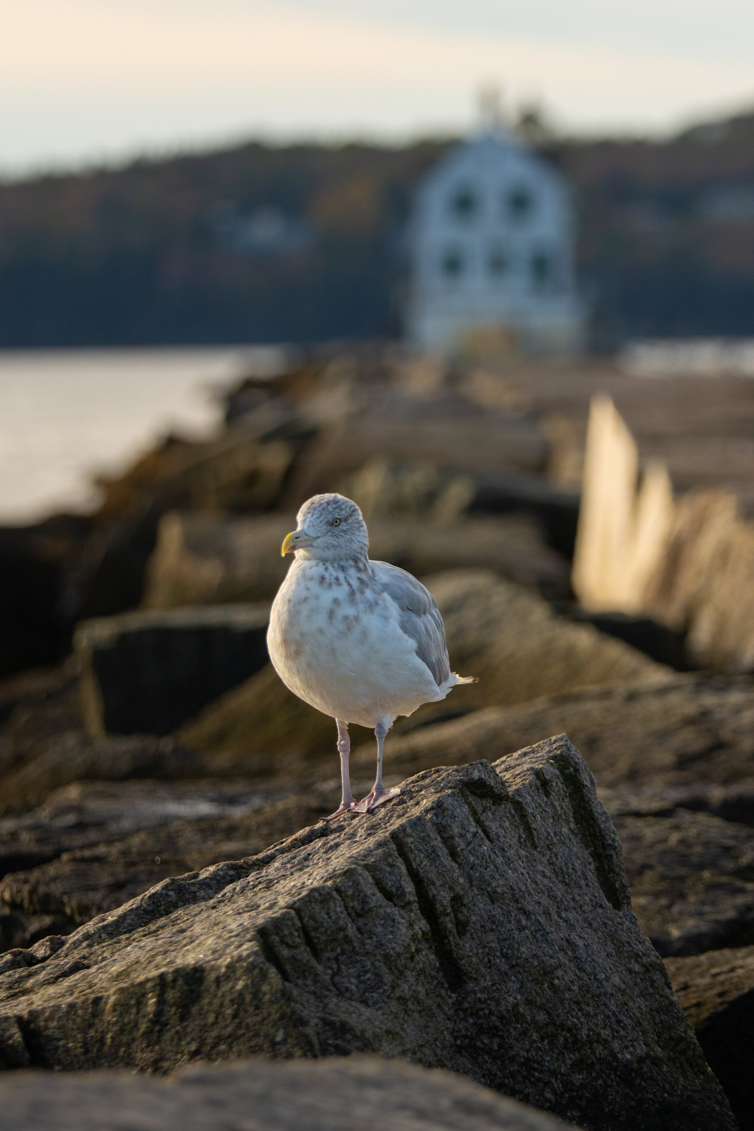 Seagull standing on a large rock with a blurred background of rocky shoreline and a house on a hill near the water.