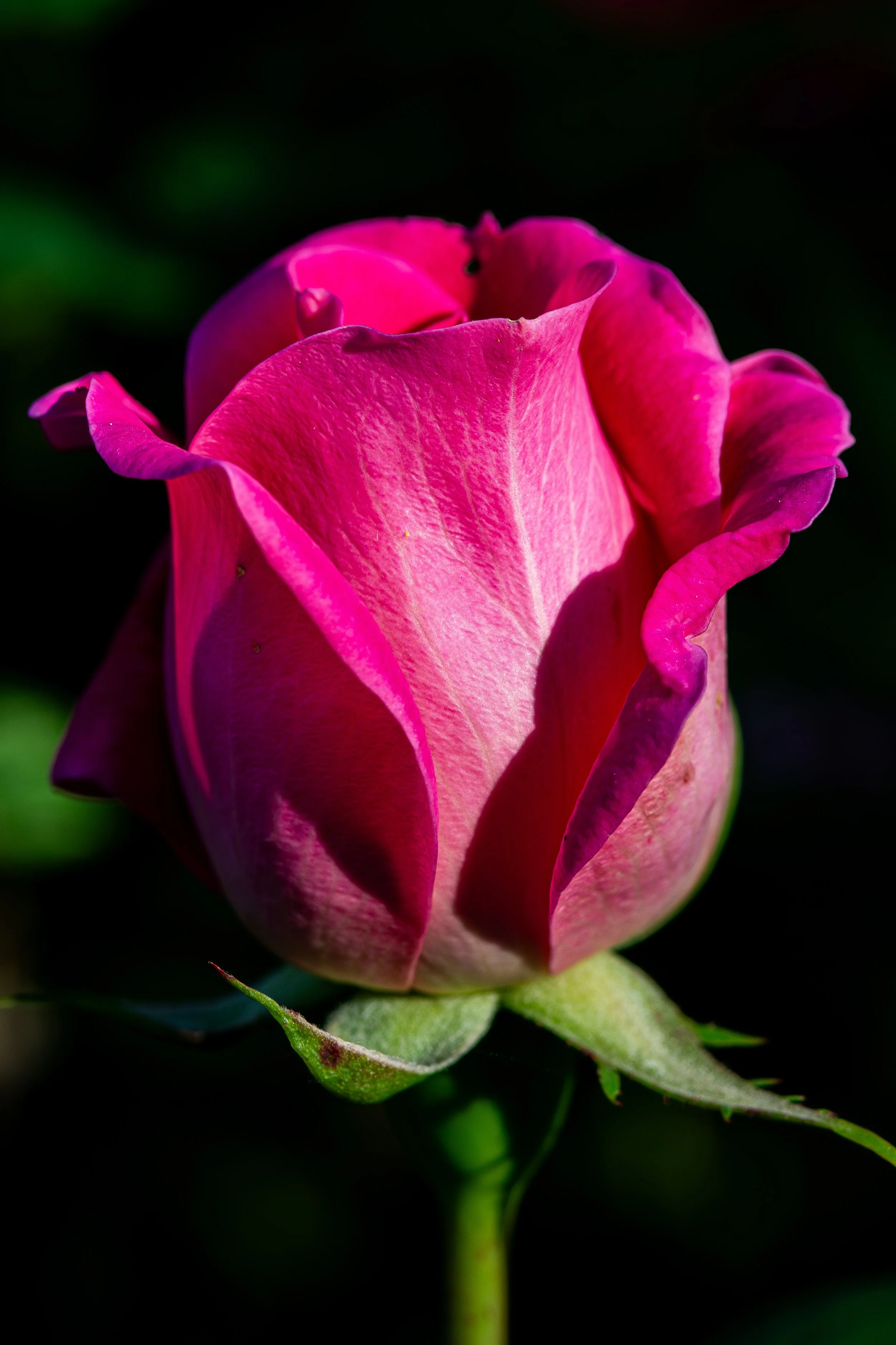 Close-up of a pink rosebud with green stem and leaves on a dark background.