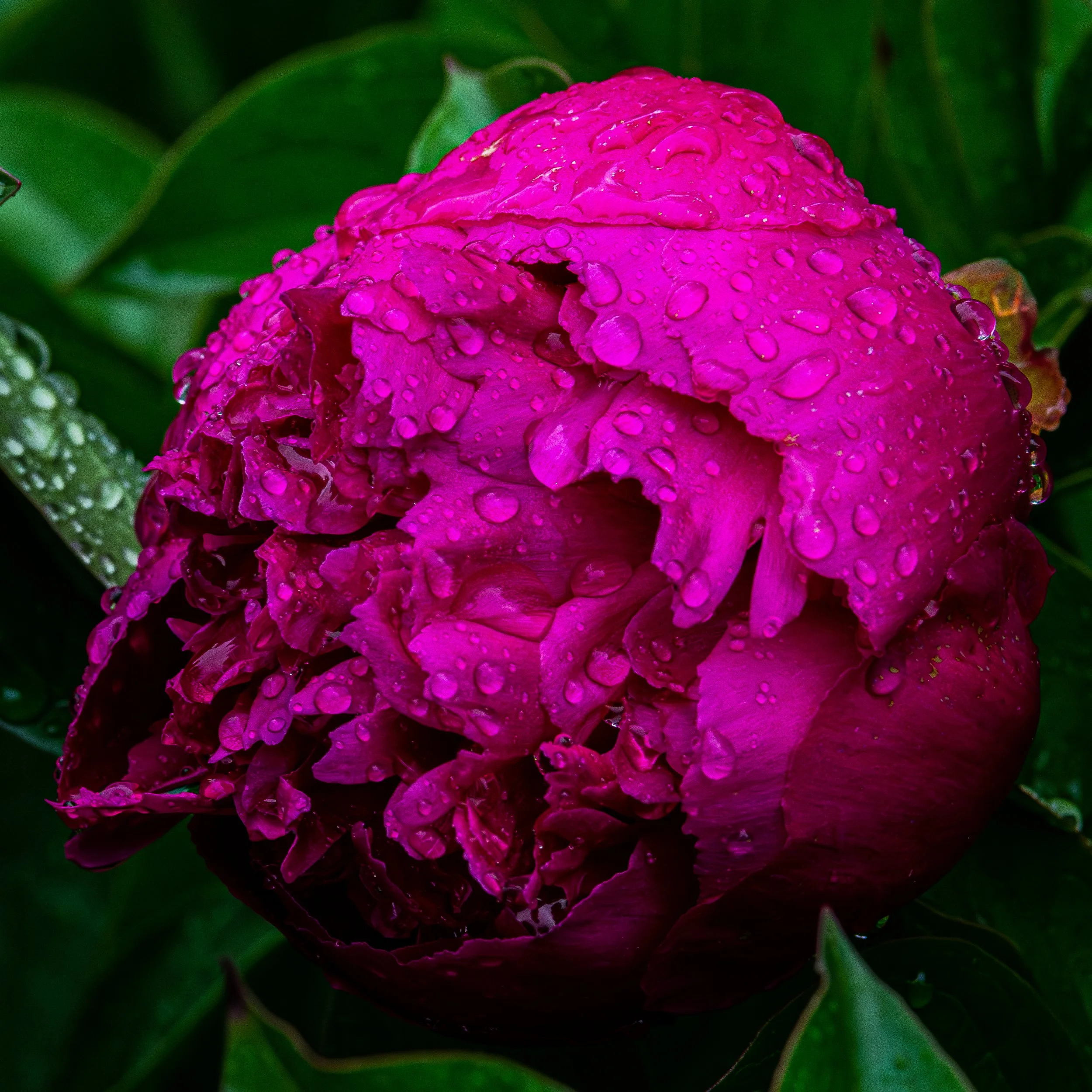 Close-up of a vividly pink peony flower with water droplets on its petals, surrounded by green leaves.