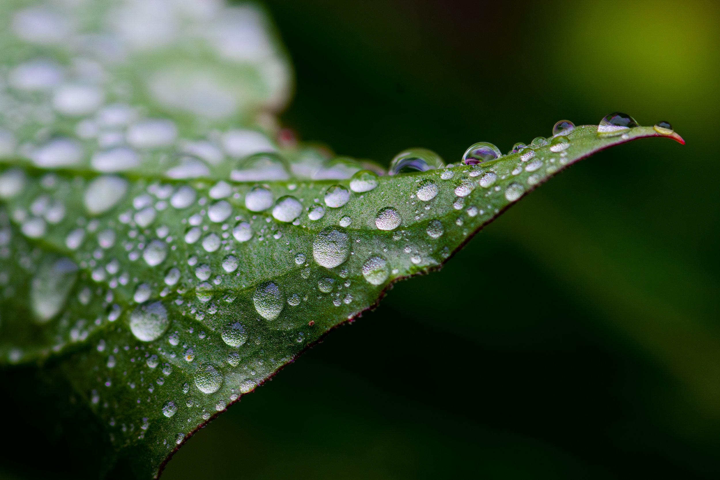 Close-up of a green leaf with water droplets on its surface, highlighting the leaf's texture and edges.