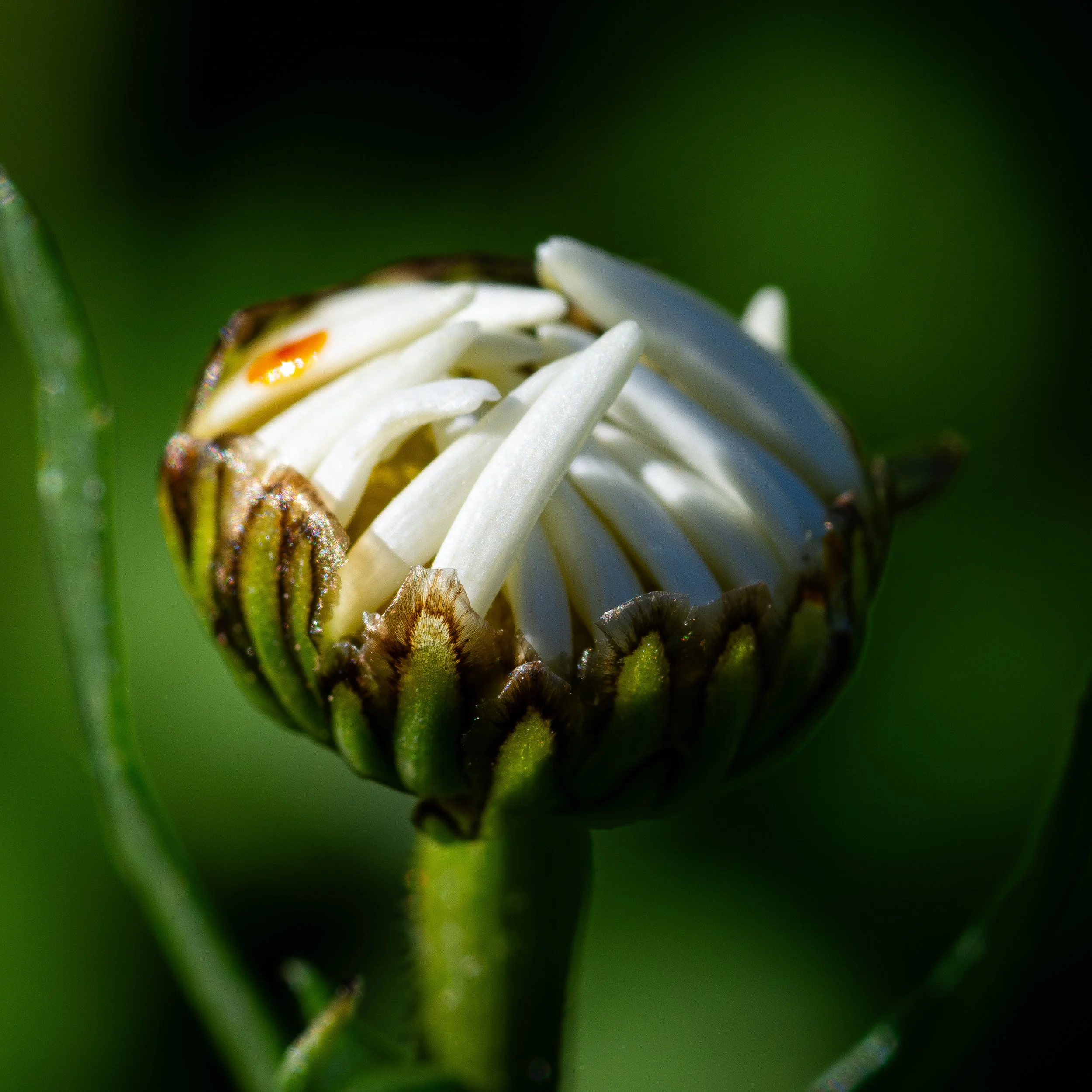 Close-up of a flower's green calyx and white petals with orange accents, with a dark blurred background.