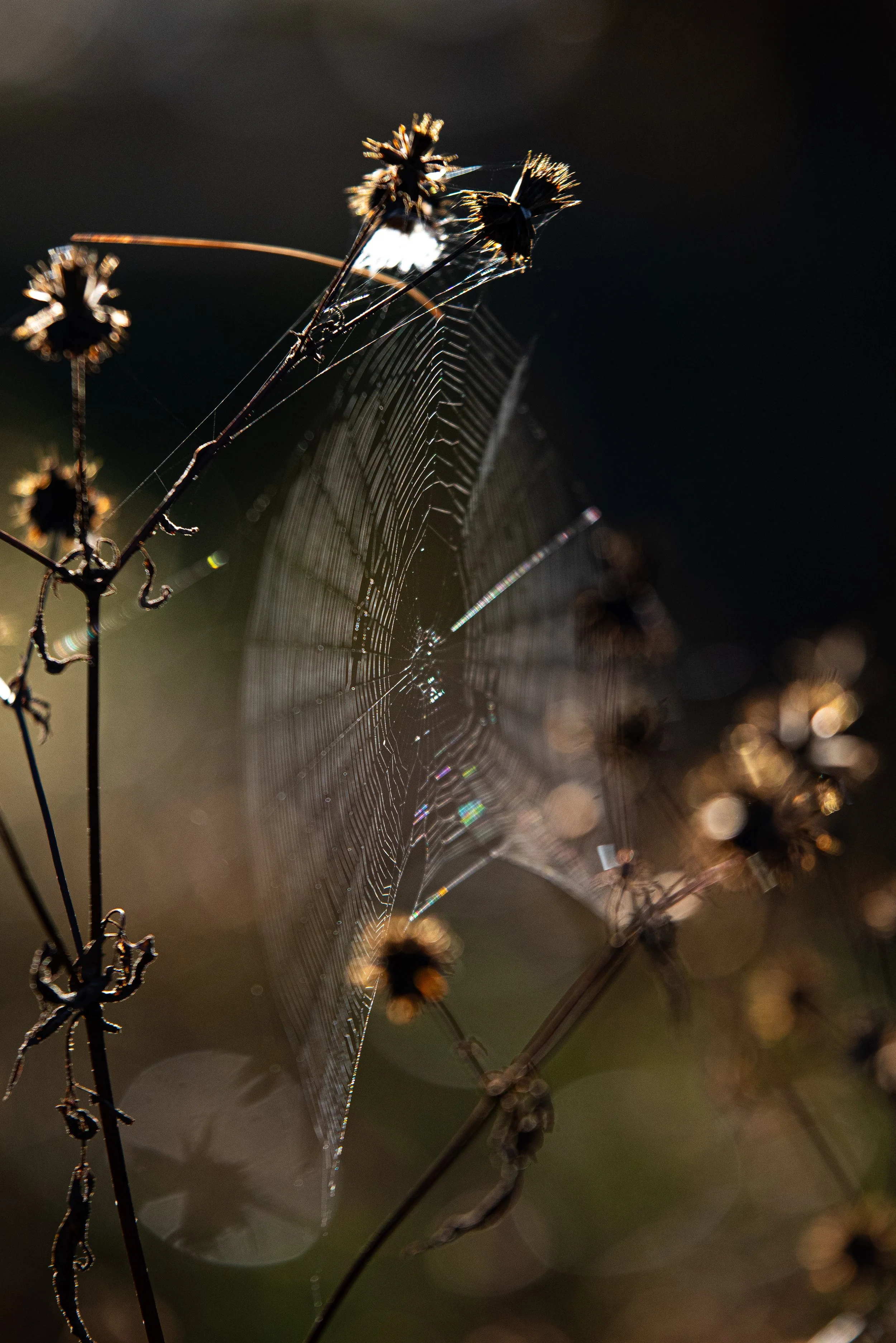 Close-up of a spider web between dried plant stems, with some stems covered in spider silk, illuminated by sunlight against a dark background.