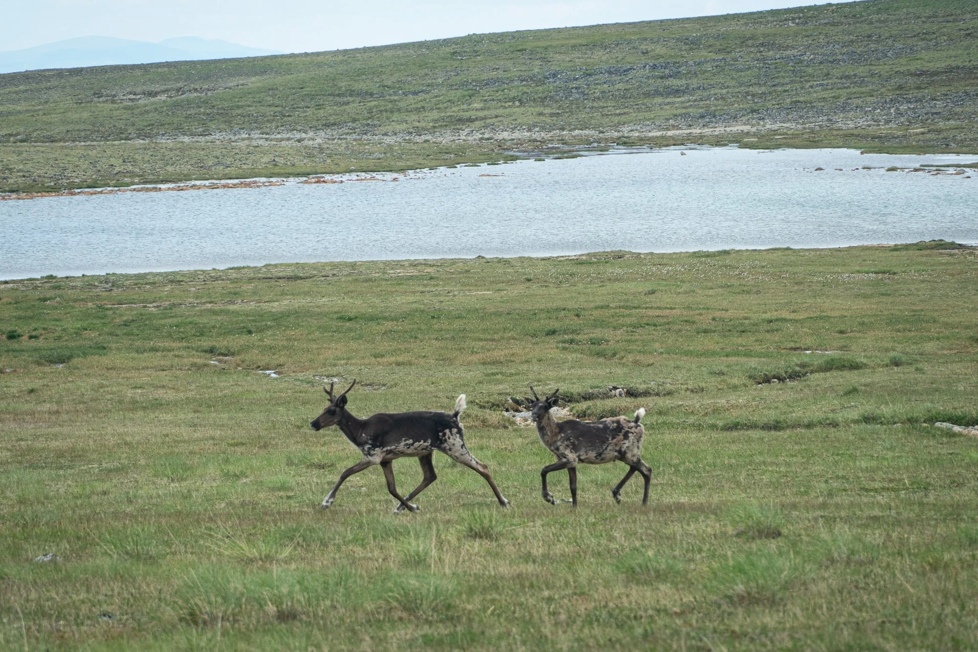 A Path Carved by Caribou