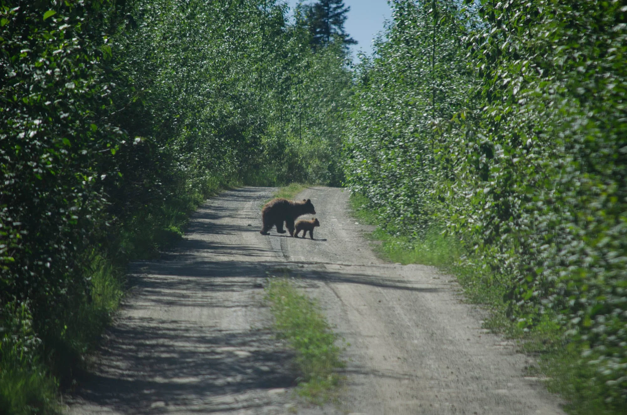 A Deep Dive into Bear Safety
