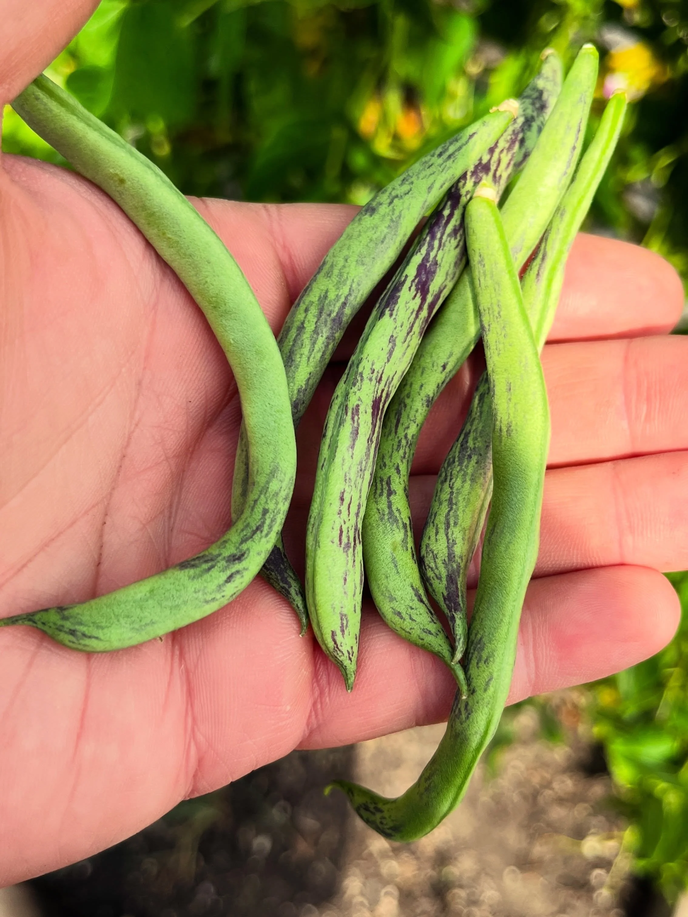 PRODUCE SPOTLIGHT 🫛 Check out these beautiful bean pods! 

These pods belong to the Rattlesnake bean, a sweet, snappy green bean that&rsquo;s great for snacking and cooking. We love the blend of green and purple on the outside, and the flavor inside