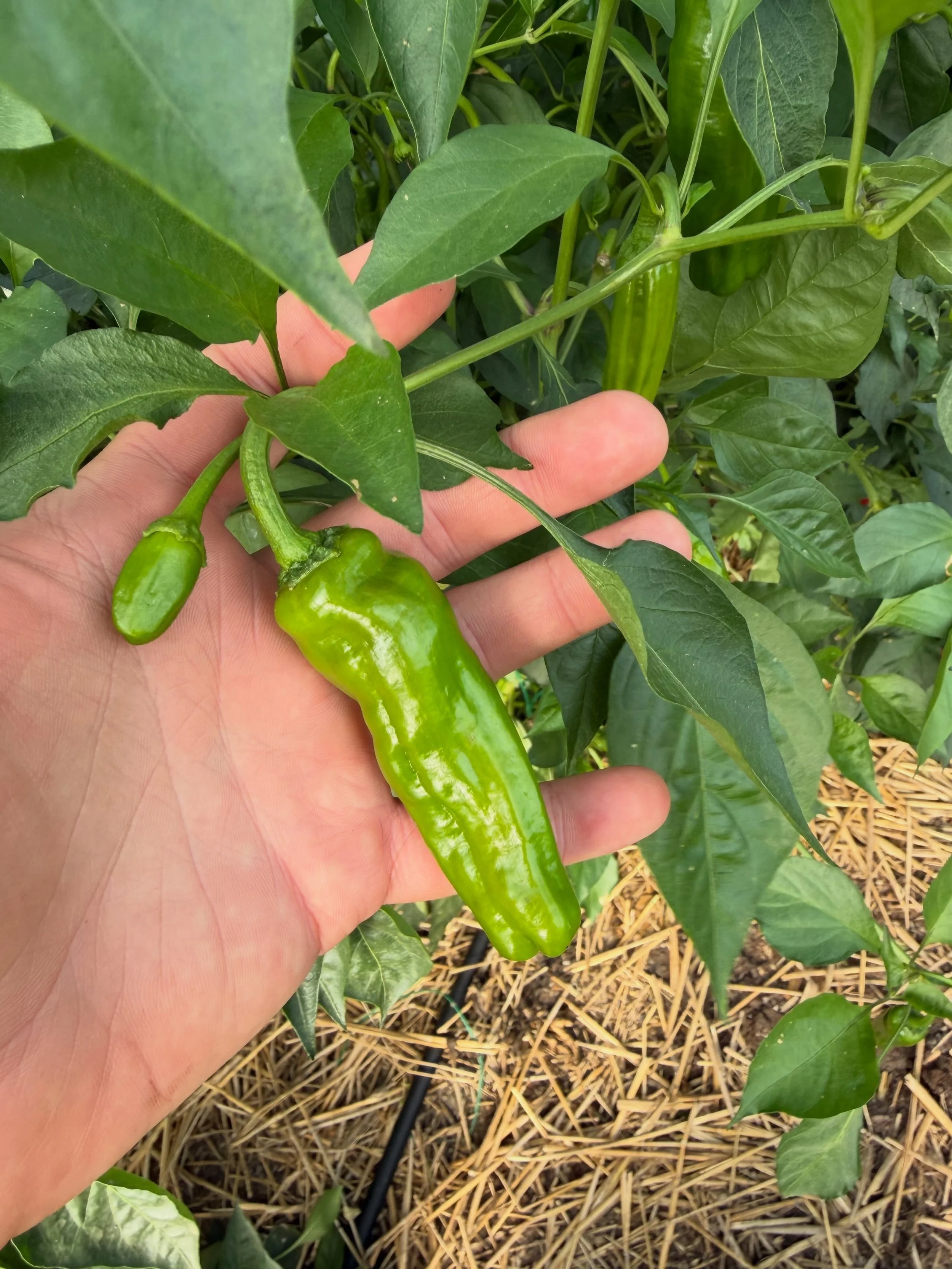 PRODUCE SPOTLIGHT 🌶️ Shishito Peppers!

These little green waxy peppers are, hands down, one of our favorite snacks at Gooseberry Acres. Shishitos are mild peppers with a wonderful savory flavor. Leave them on the vine a little longer and they&rsquo