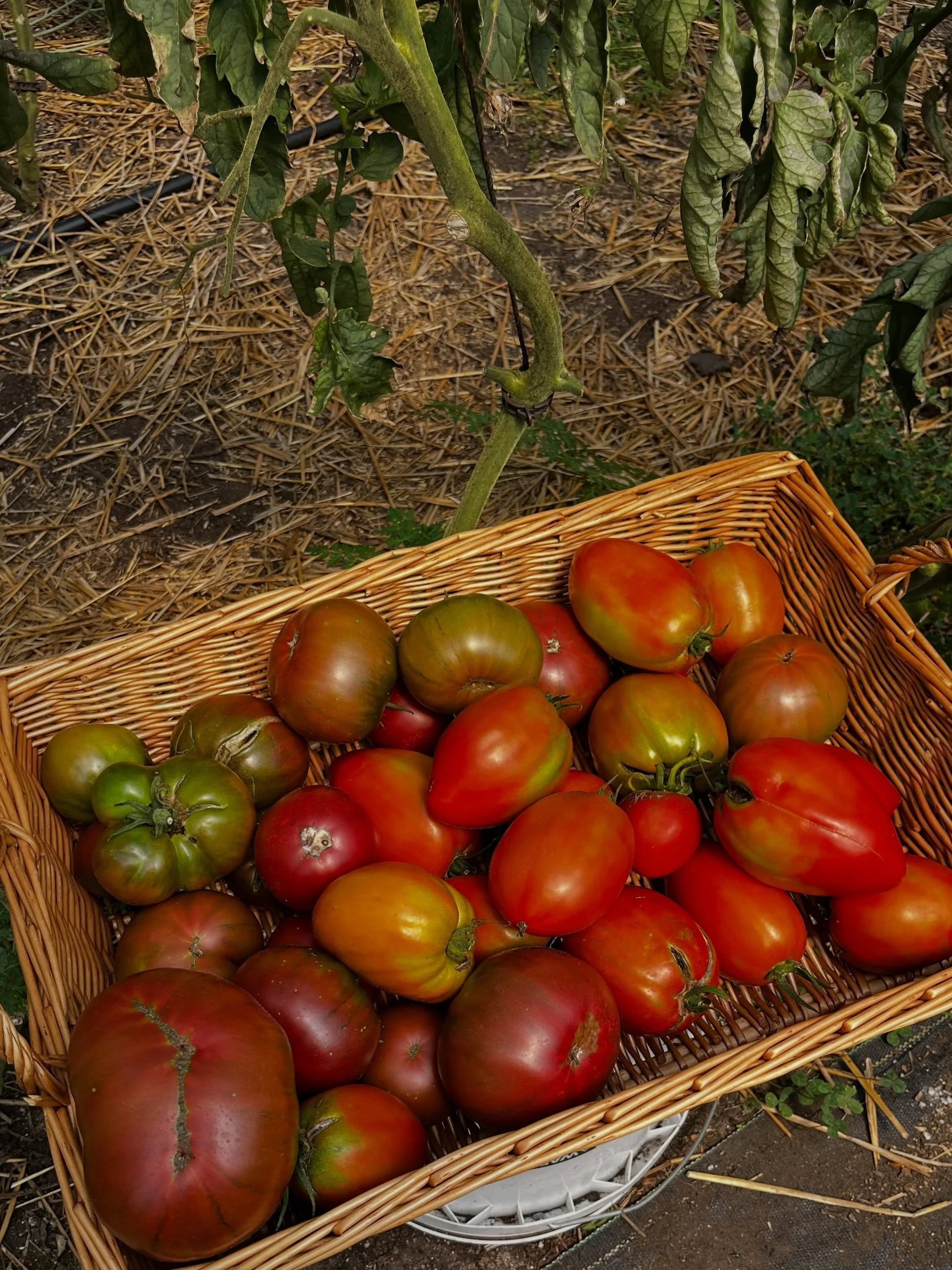 Harvesting &lsquo;maters for this week&rsquo;s Chicago orders. 🍅 These beautiful heirlooms are going to one of our favorite places to grab lunch in the Fulton Market neighborhood. 

Want some? We&rsquo;ll have these and more at our final pop-up mark