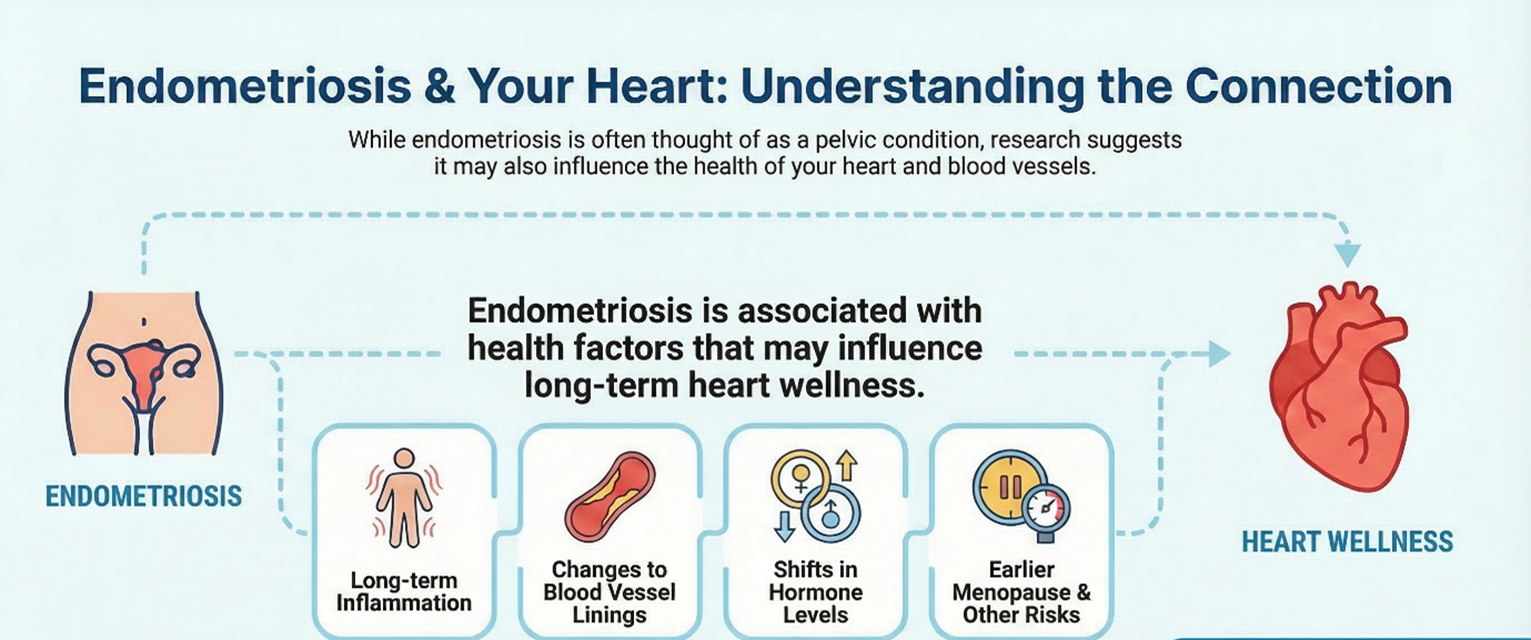 This infographic summarizes possible ways endometriosis may influence heart health, including inflammation, hormone changes, and related health conditions.