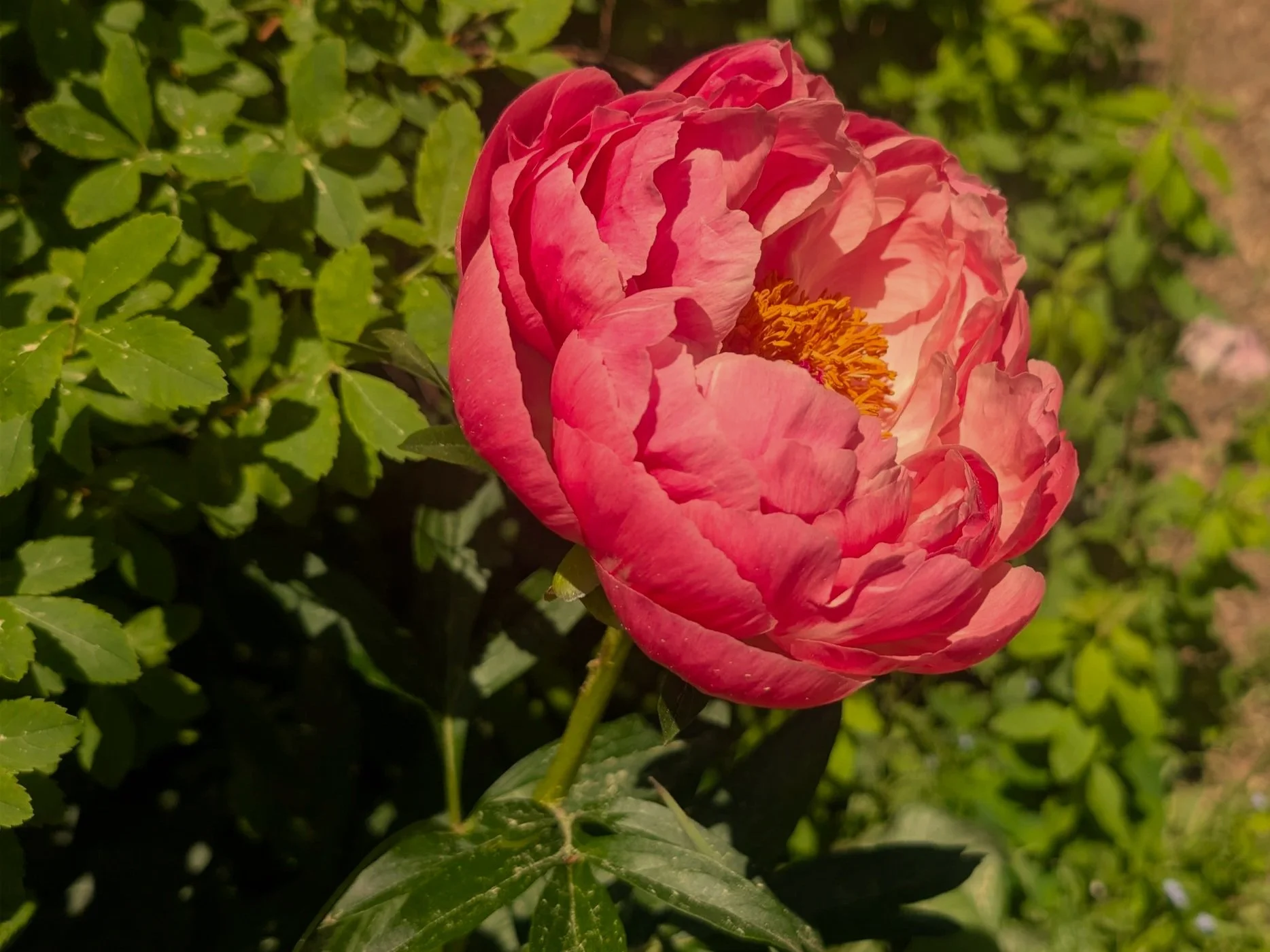 What Gardening Has Taught Me About Tattooing