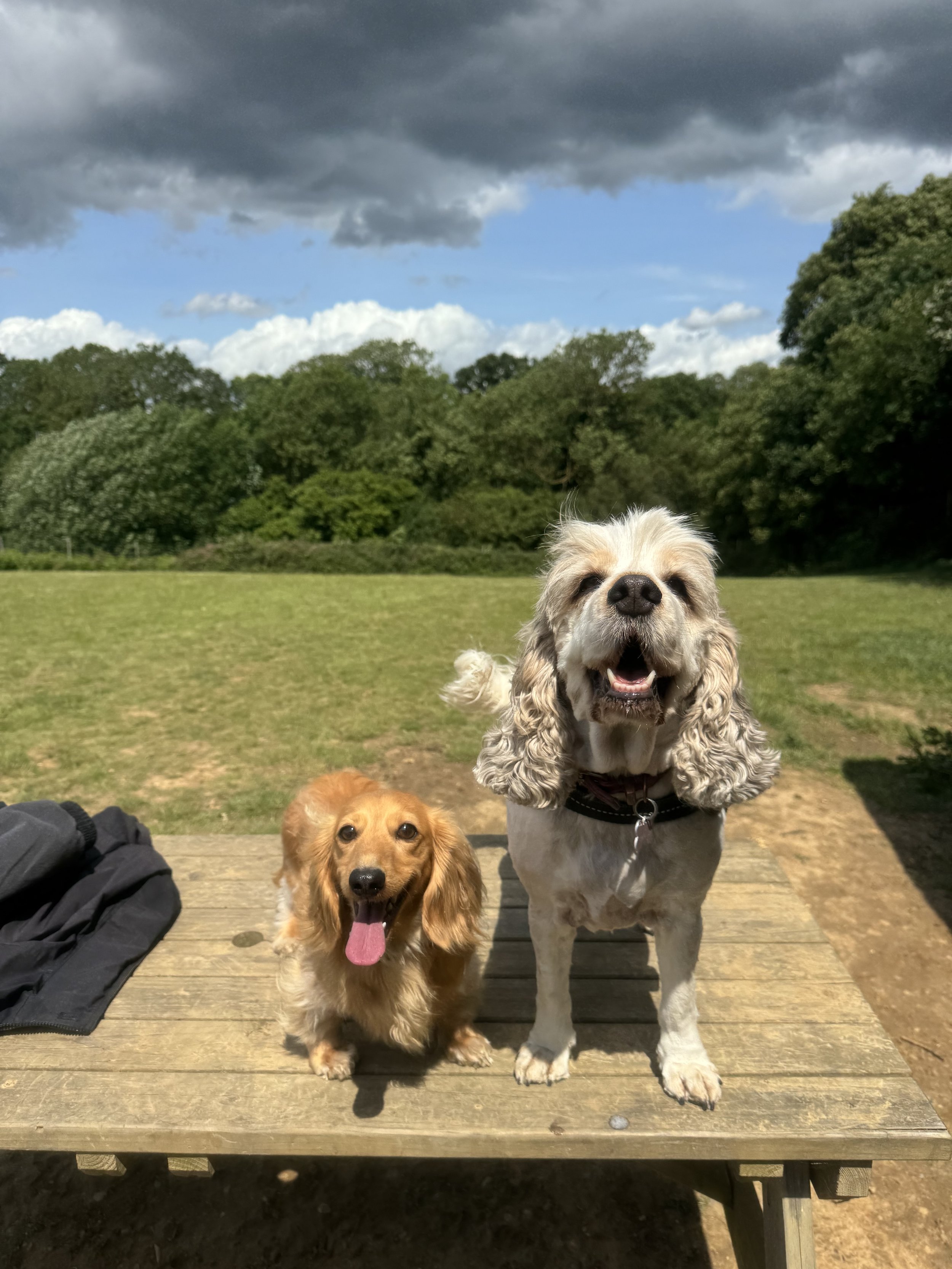 IMG_5316.jpeg