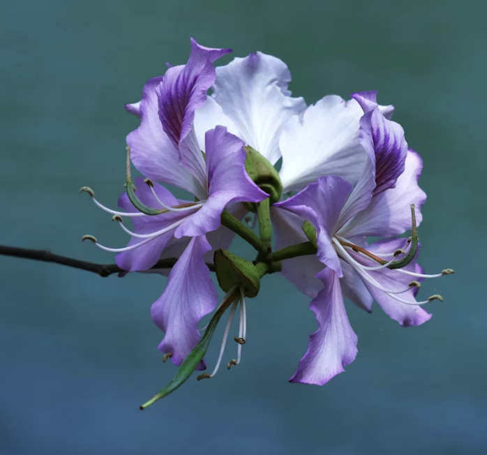 The Infinite Field: An Embodied Immersion