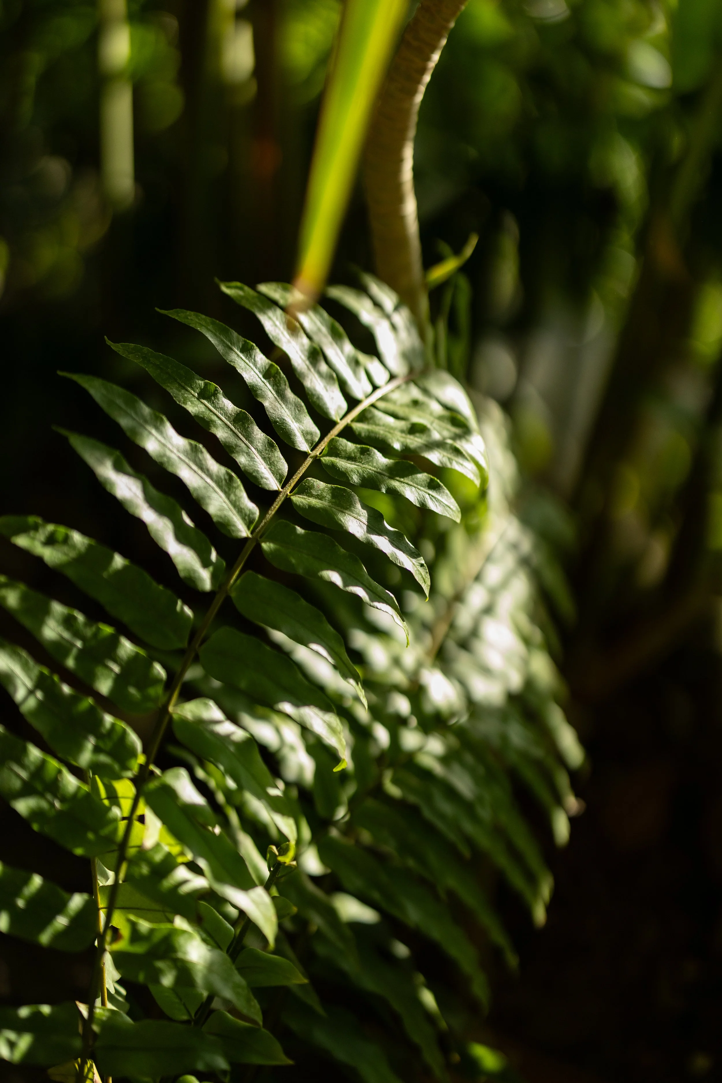 Embodied in Sayulita