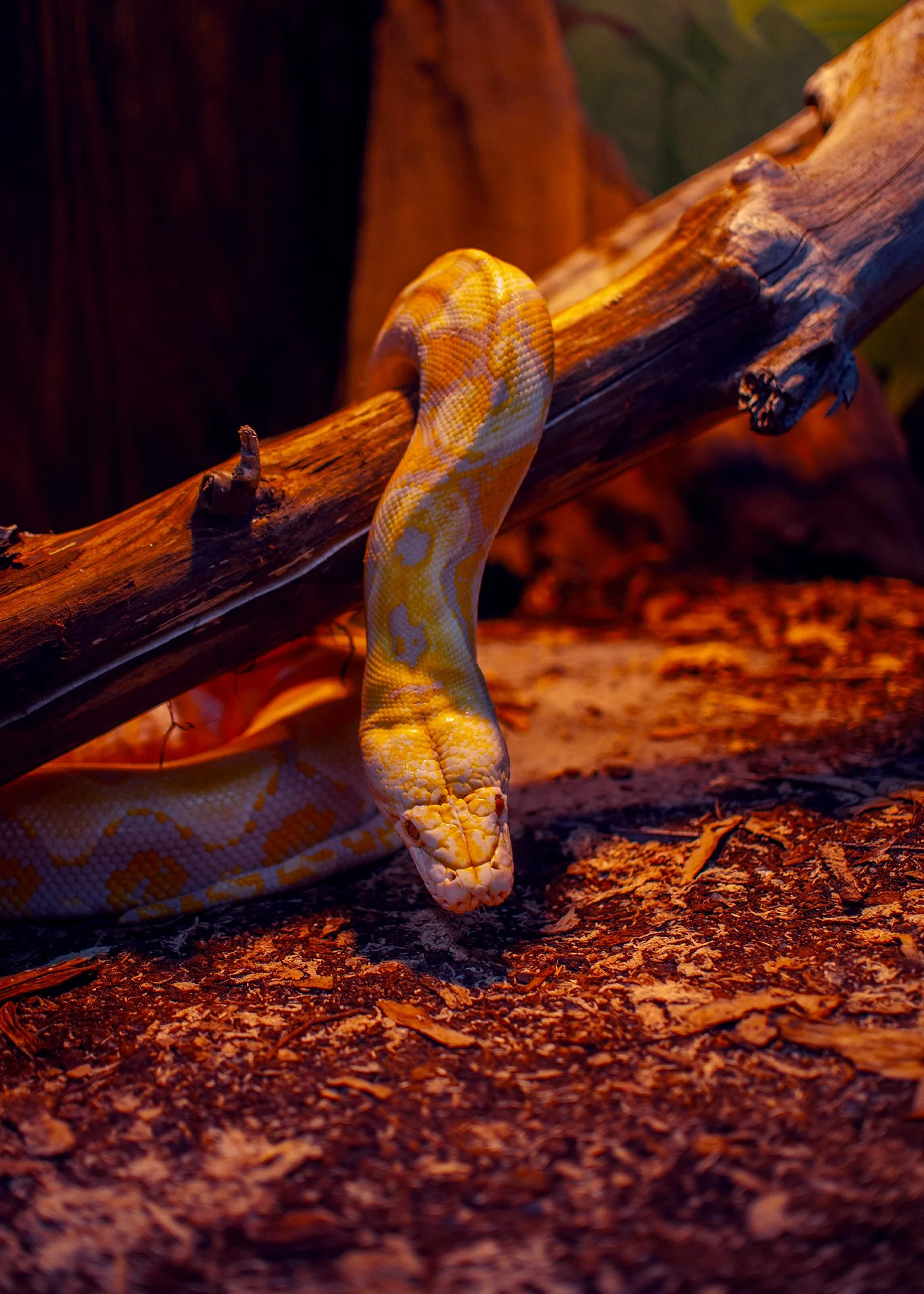 Viktor (Reticulated Python) Print