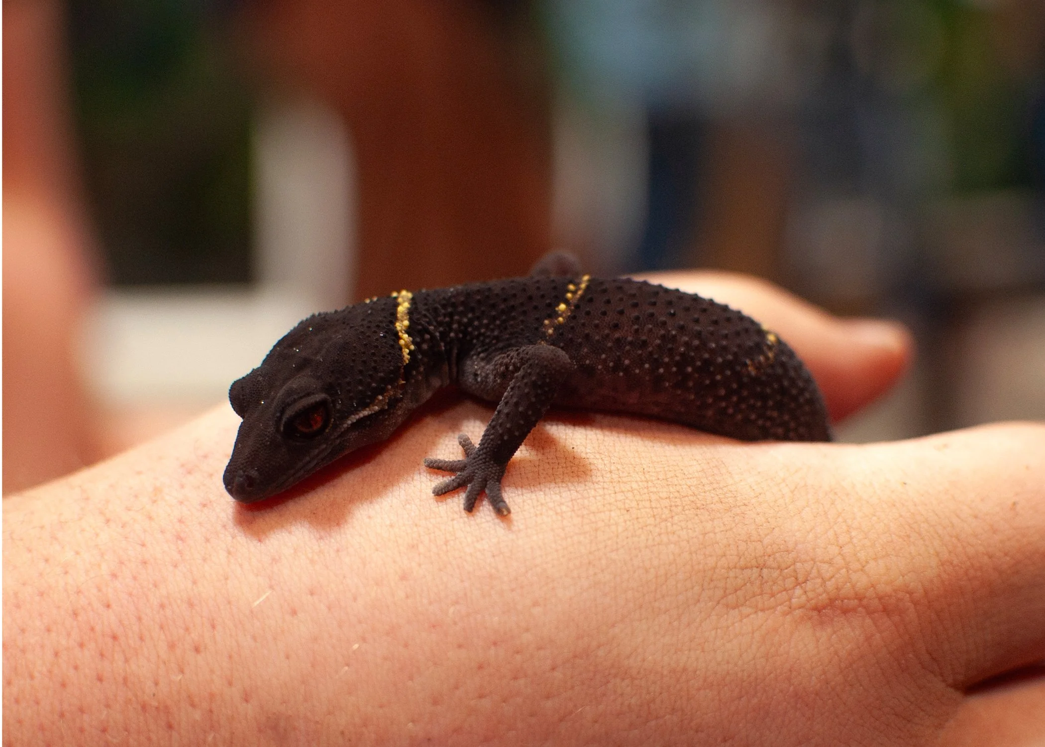 Spelunk (Chinese Cave Gecko) Print