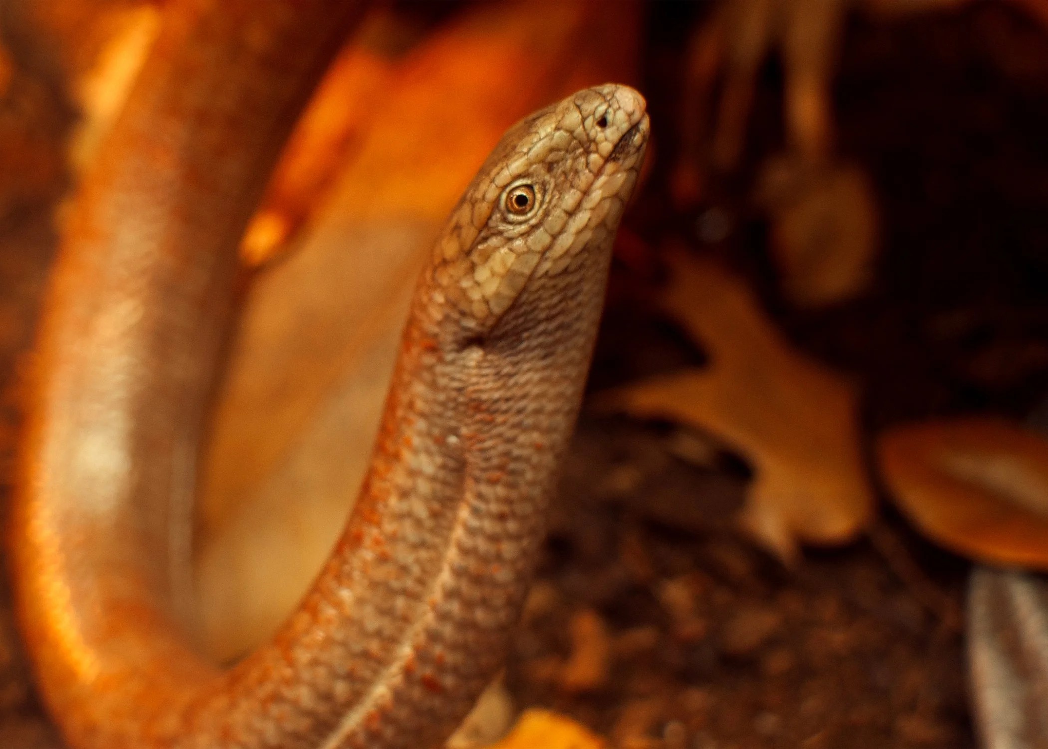 Nessie (European Legless Lizard) Print