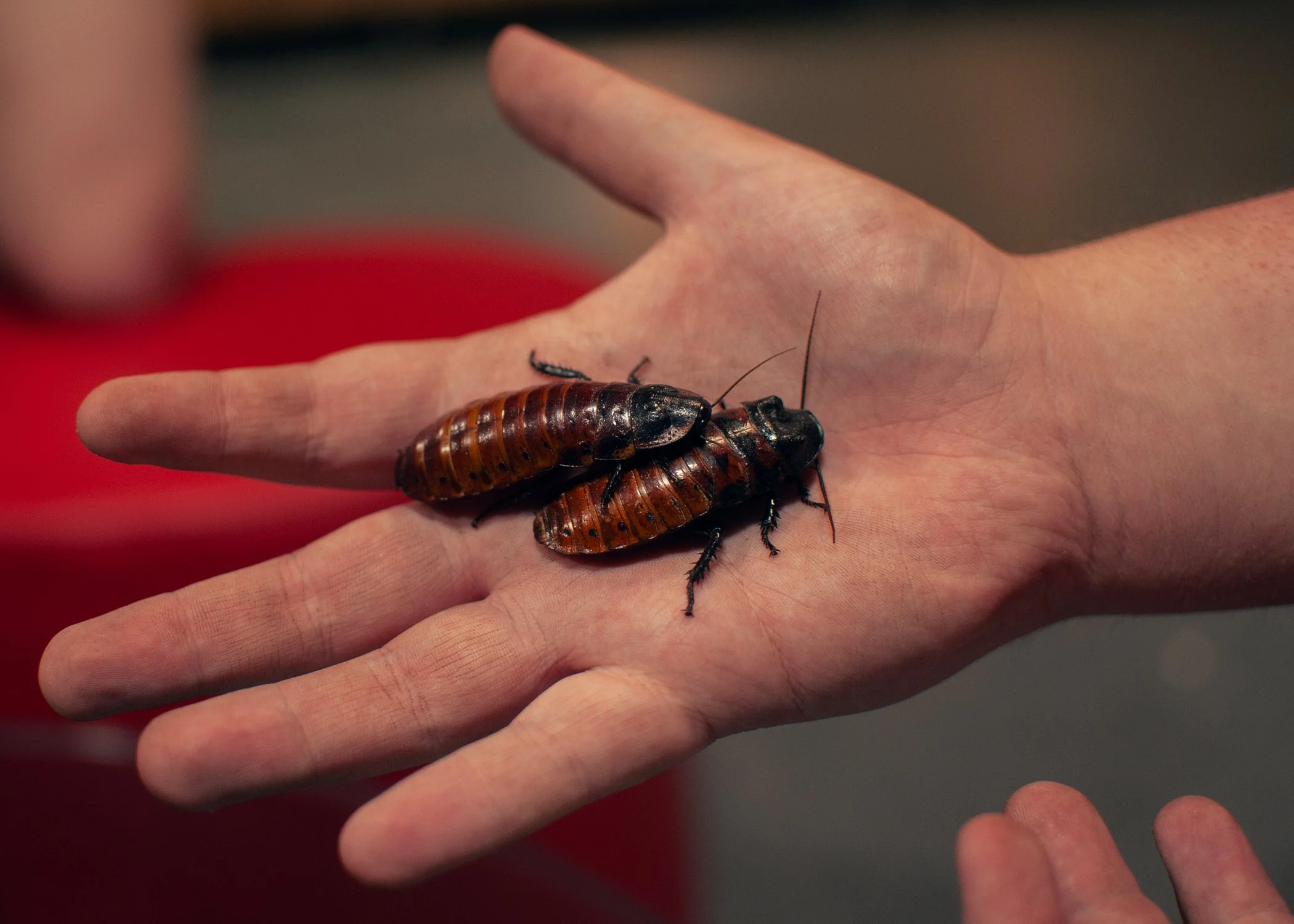 Madagascar Hissing Cockroaches Print