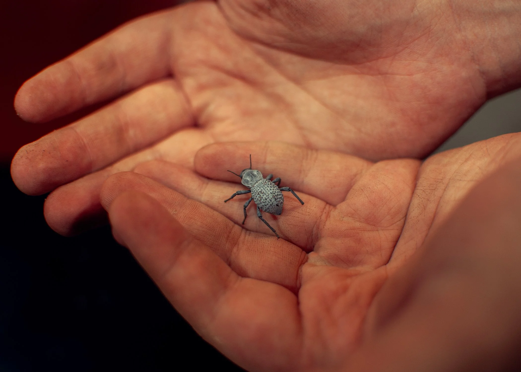Blue Death Feigning Beetle Print