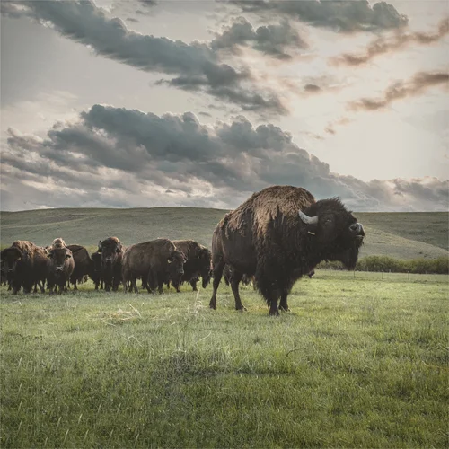 Stangel Bison Ranch