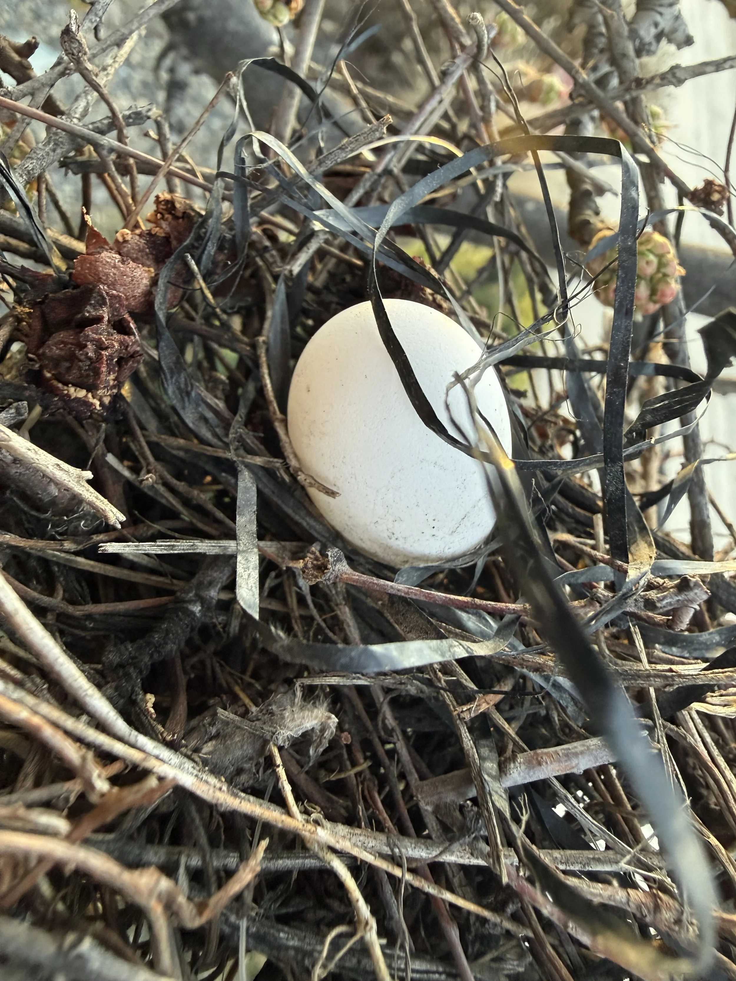 Will you, baby bird?