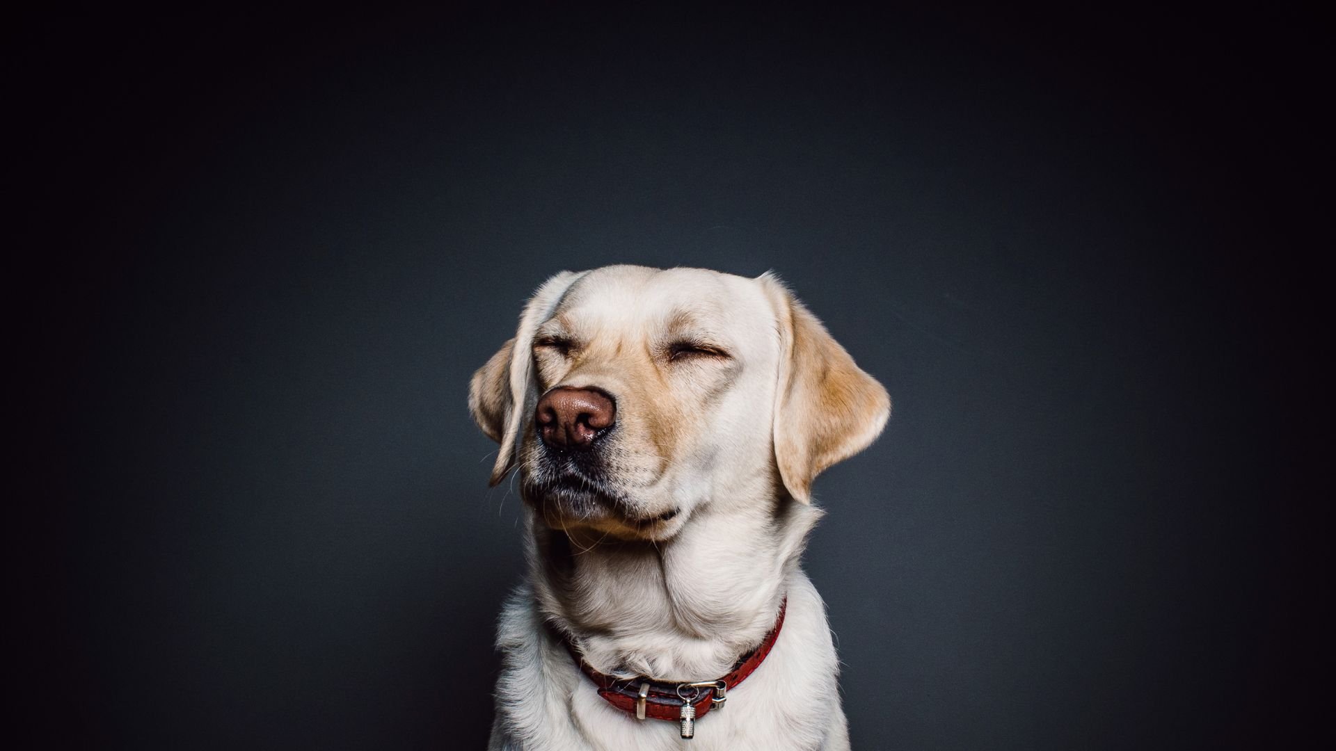 Sweat for Pets Fundraiser - Puppy Yoga