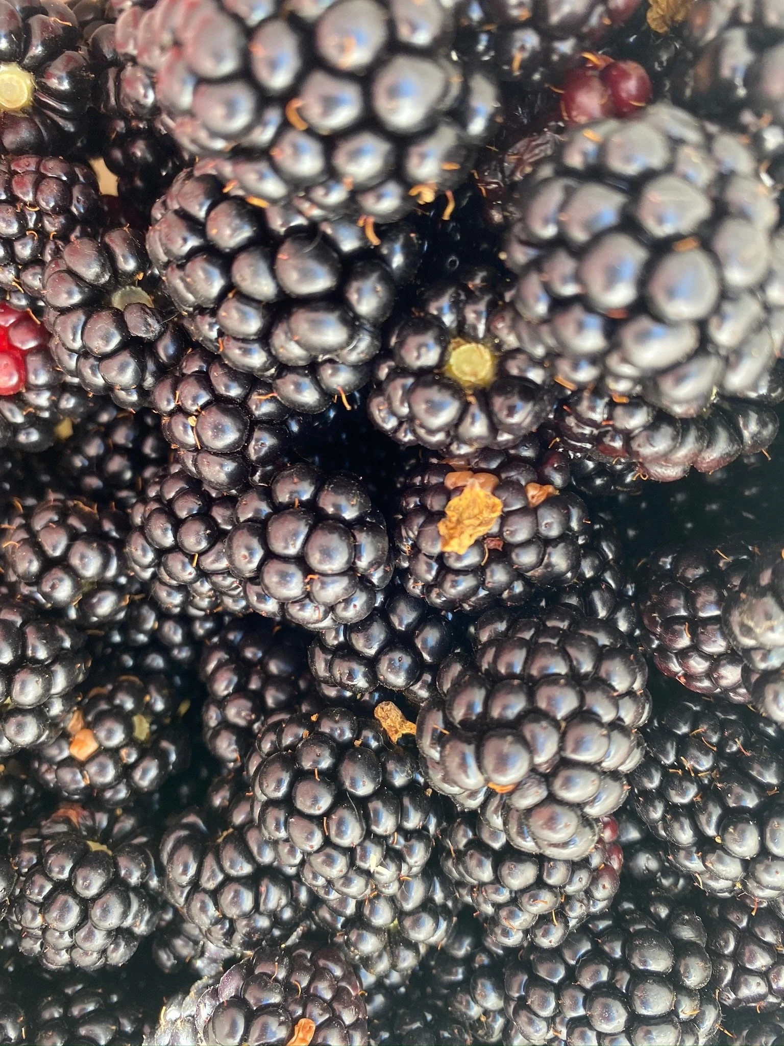 Blackberries.JPEG