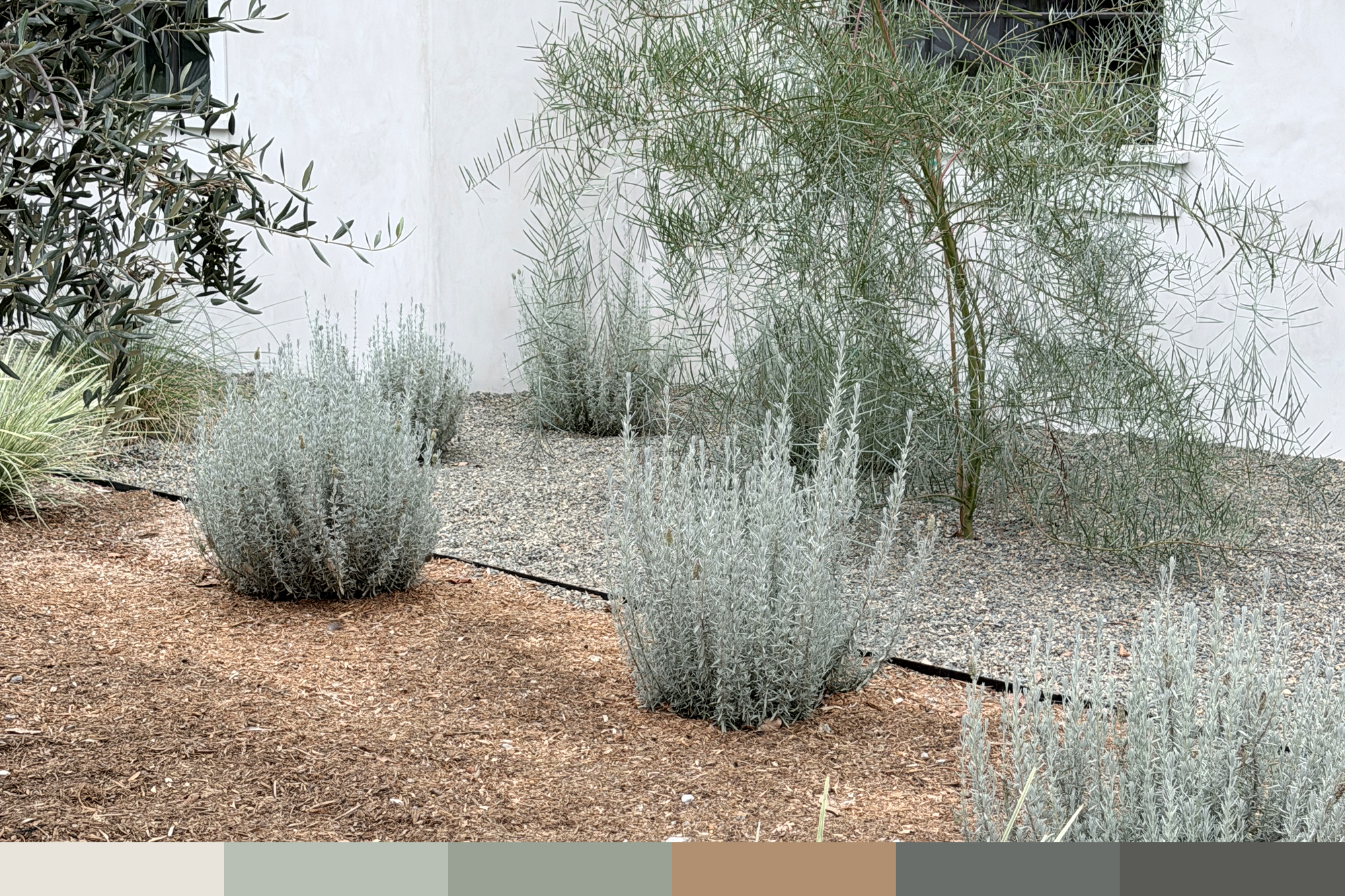 Lafayette CA | OLEA