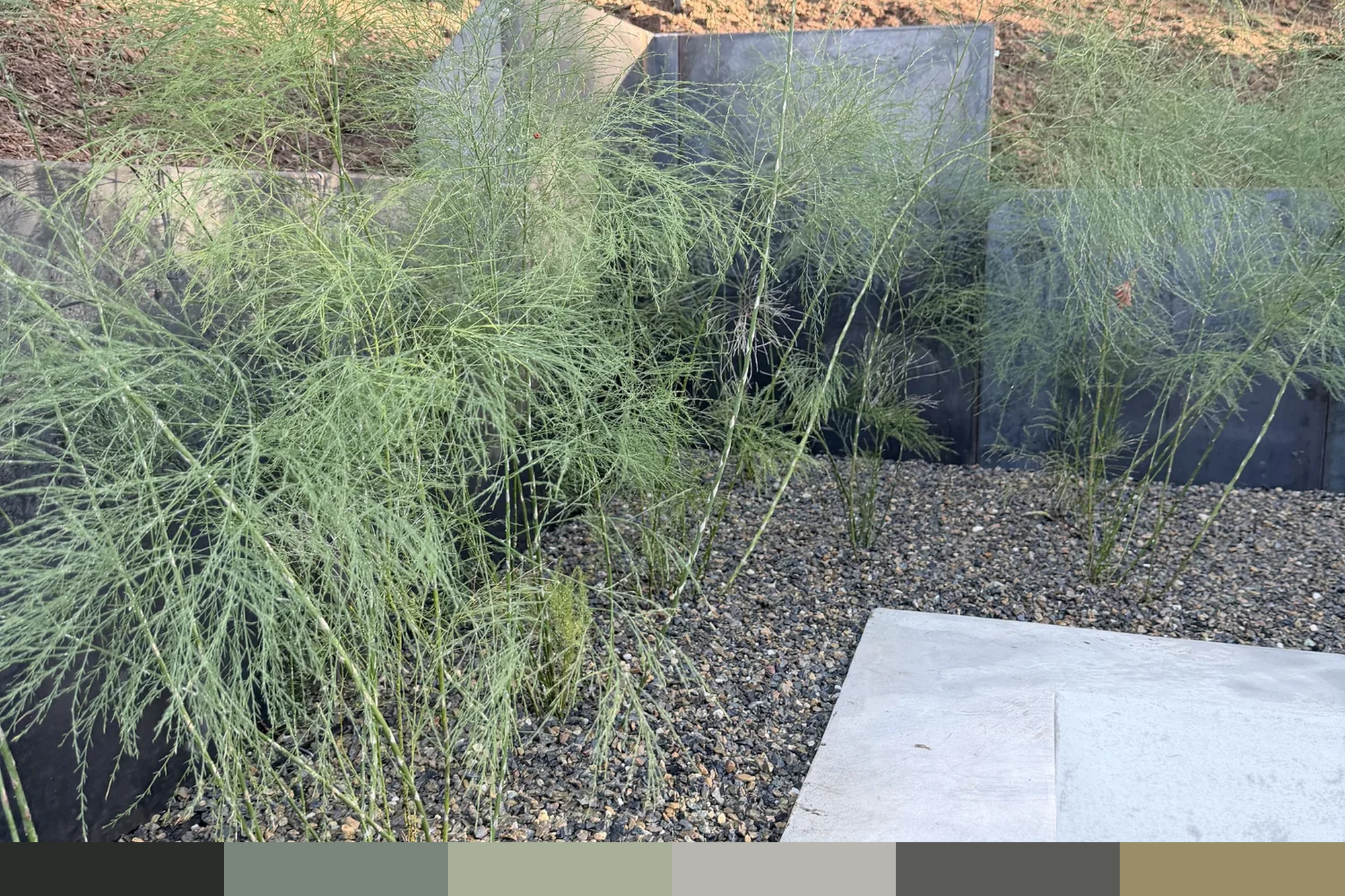 Lafeyette CA | VIRGATUS