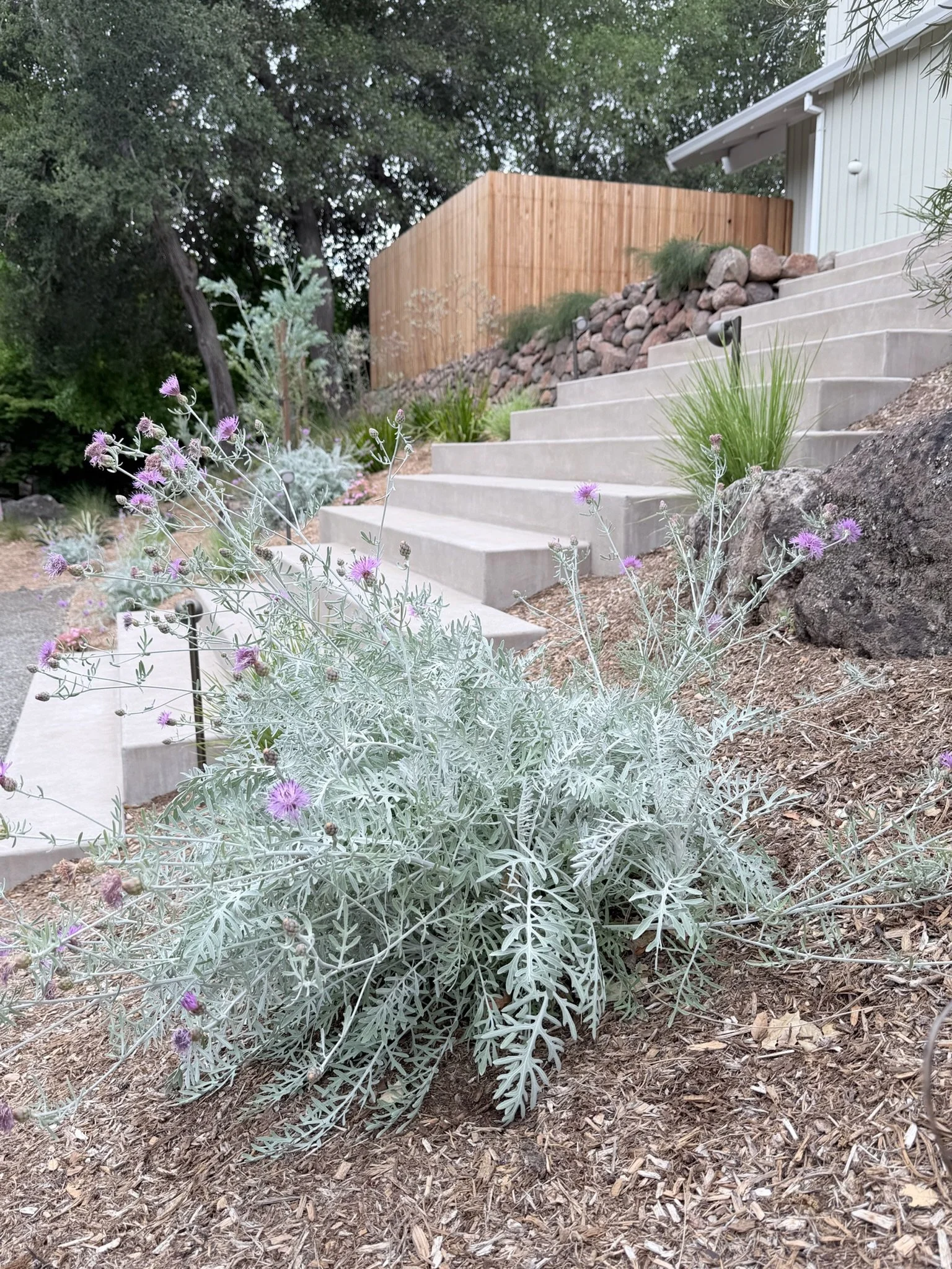 IMG_2962.jpeg