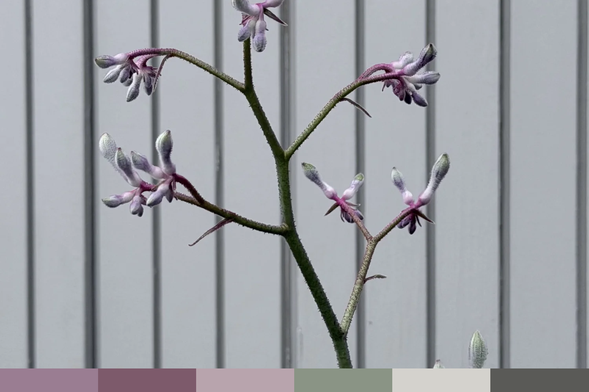 Concord CA | LILAC