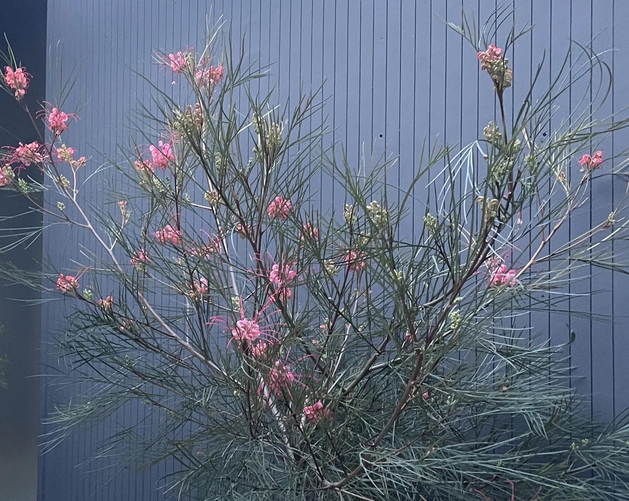 grevillea
