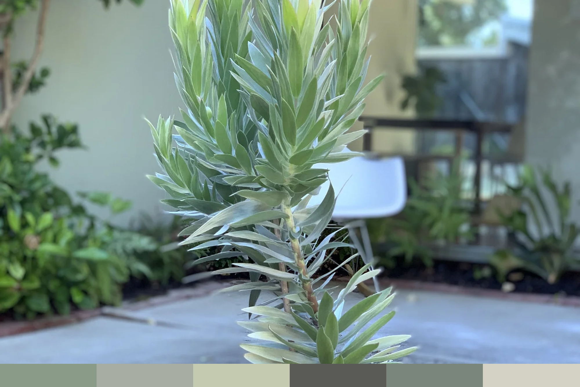 Sunnyvale CA | ARGENTEUM