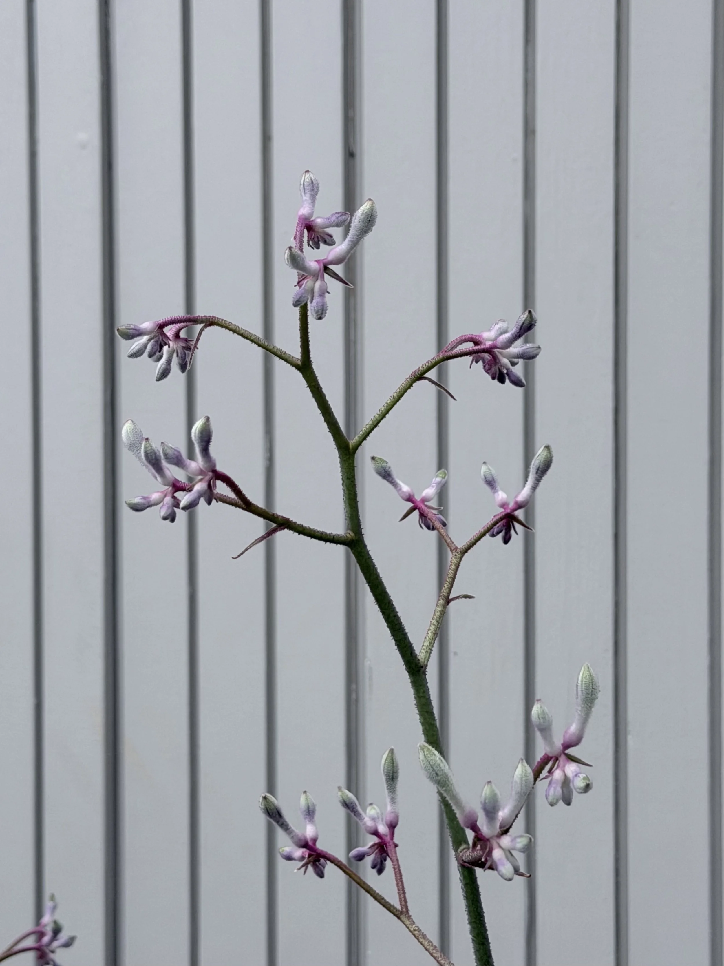 chilopsis